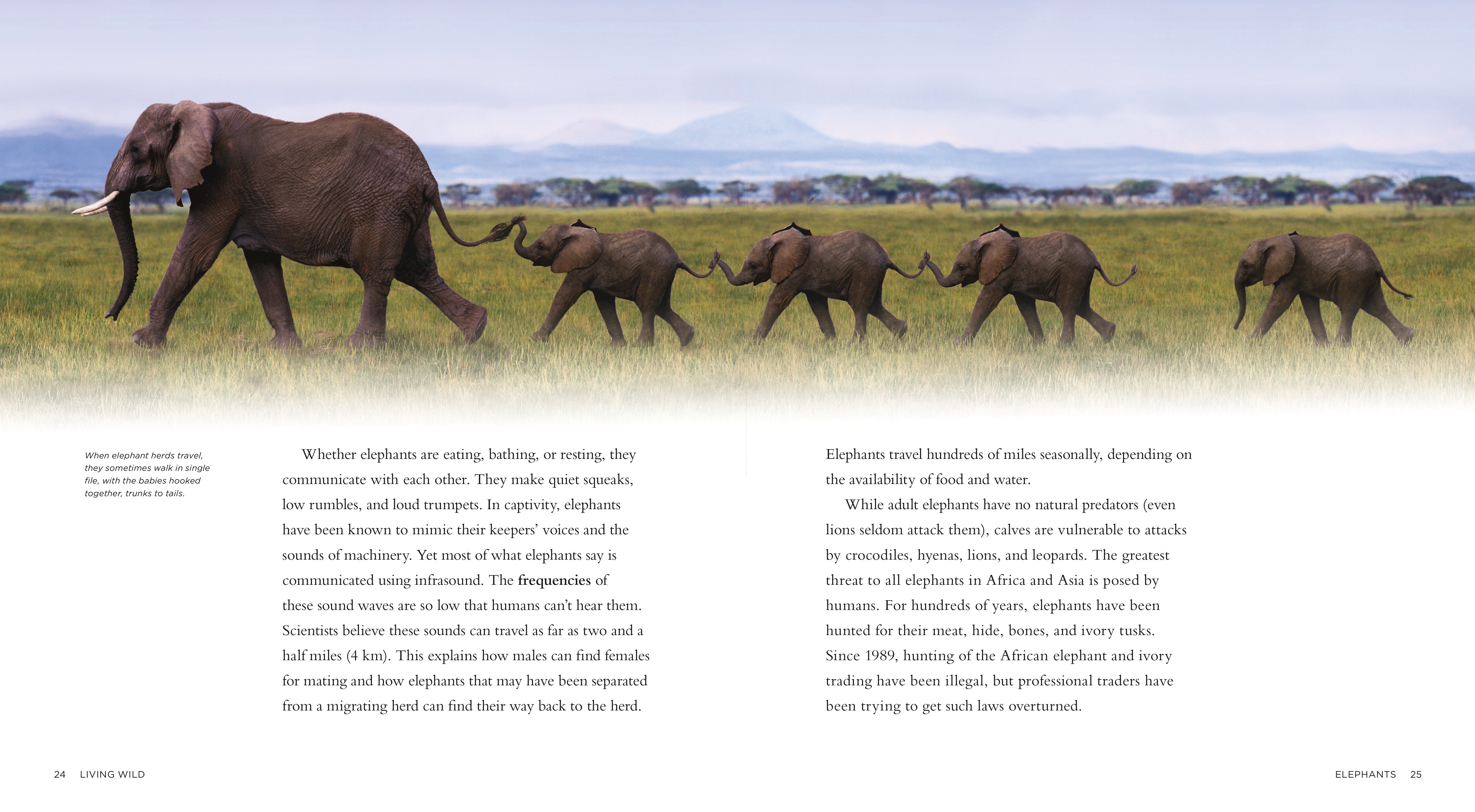 Elephants Book - ISBN 9781583417393 | Wildlife Education & Nature Exploration for Kids & Adults | Perfect for Classroom Learning & Home Reading