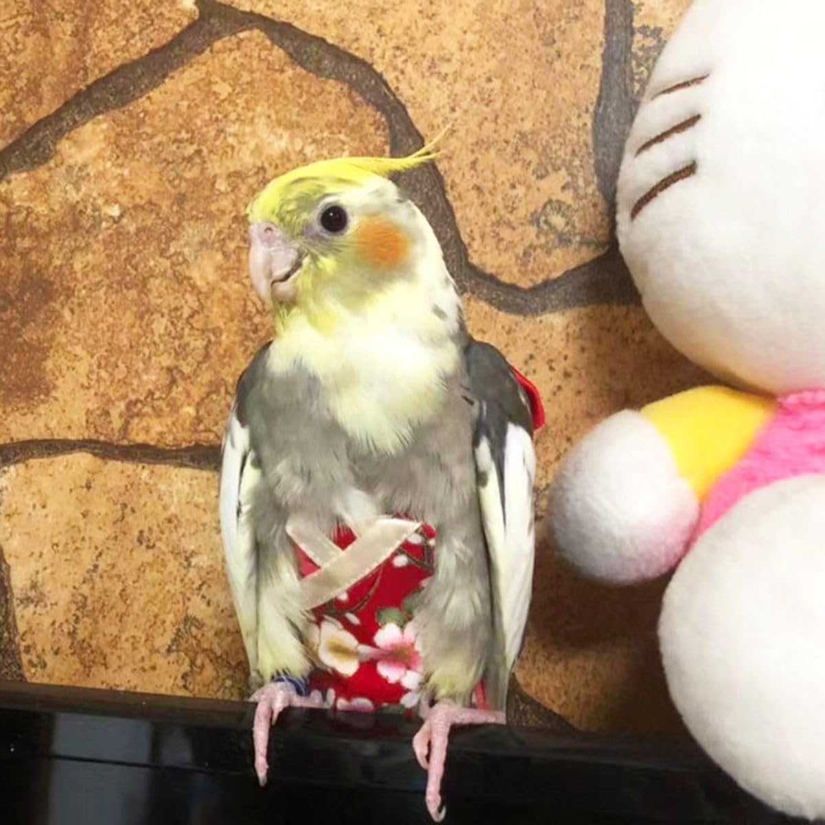 Bird Flight Suits with Diapers for Parrots - Quaker Parakeets & Cockatiels - Parrot Clothes in Almond A & Macaw Sizes | Perfect for Training, Travel & Indoor Play