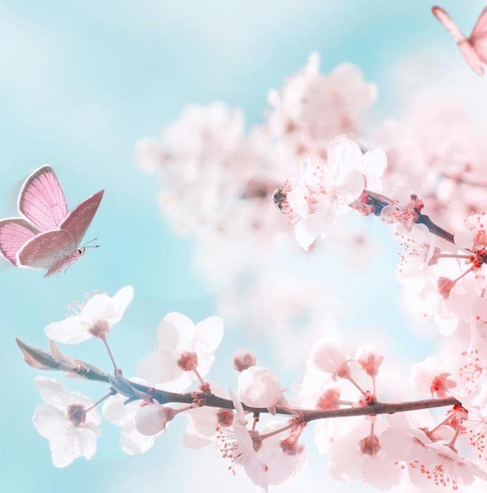 Plum Blossom