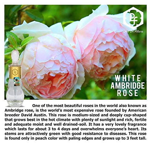 Premium Imported Rose Attar Perfume Oil 25ml - White Rose & Ambridge Rose Fragrance | 100% Alcohol-Free, Long-Lasting Gulab Attar for Women & Men | Perfect for Weddings, Aromatherapy & Daily Wear