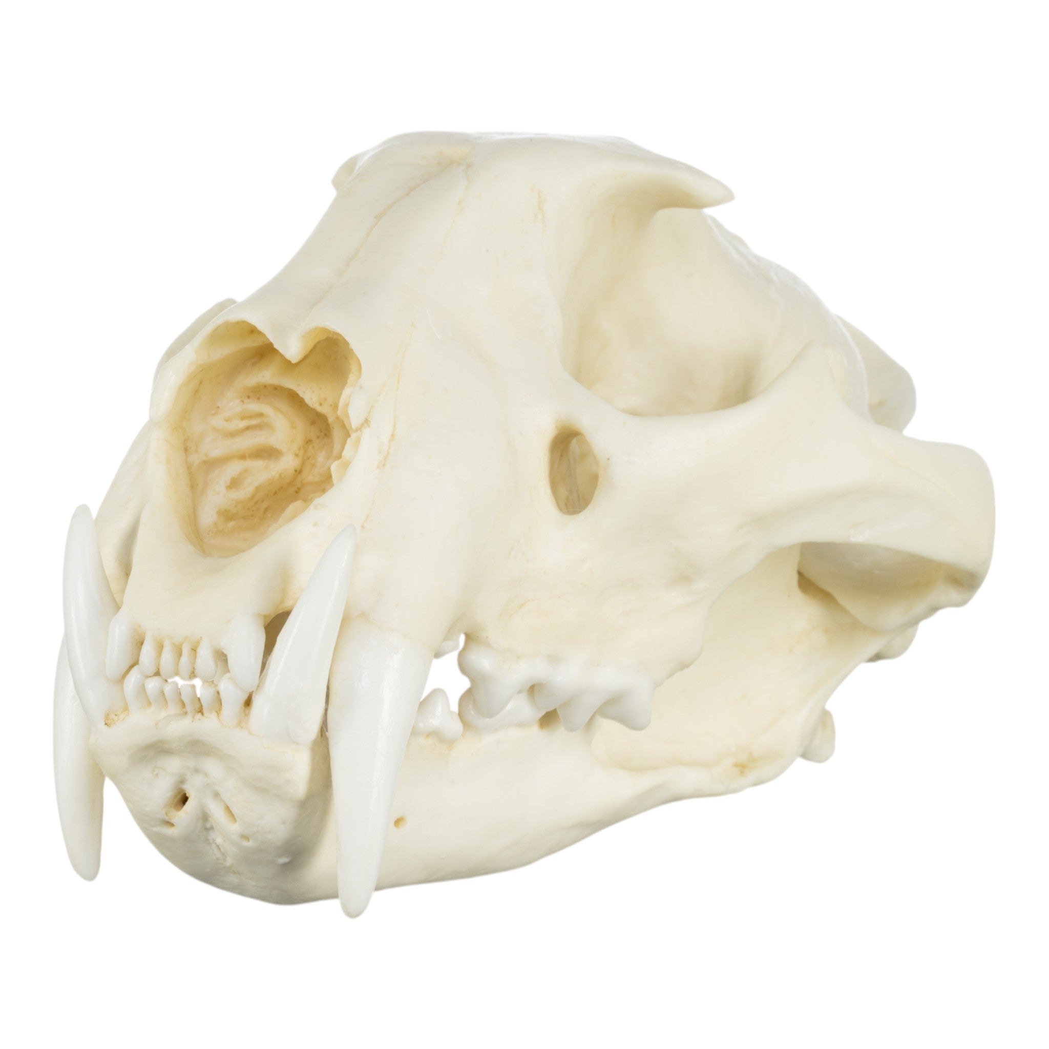 Authentic African Leopard Skull Replica - Premium Home Decor & Unique Gift for Wildlife Enthusiasts - Perfect for Safari-Themed Rooms, Hunting Lodges & Taxidermy Displays