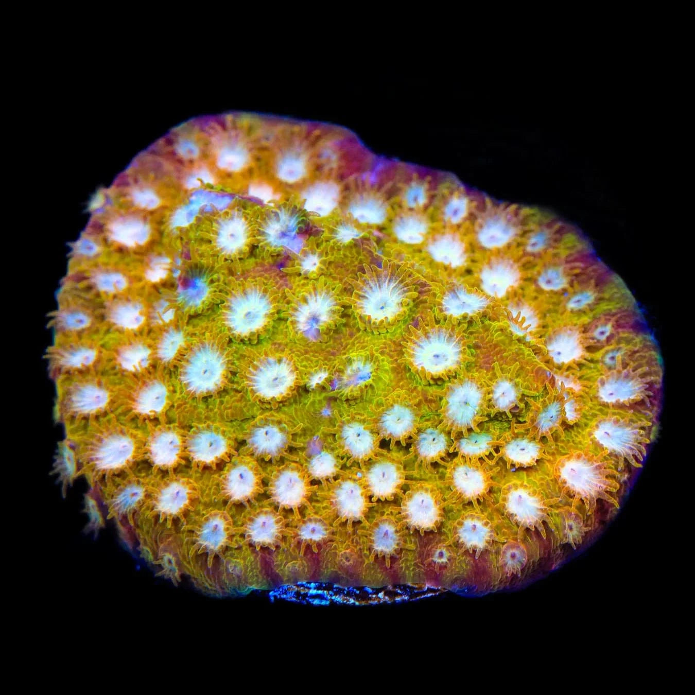 ACI Golden Girls Cyphastrea Coral - Premium Saltwater Aquarium Coral for Reef Tanks | Perfect for Beginners & Advanced Hobbyists | Enhances Marine Biodiversity & Tank Aesthetics