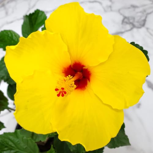 Yoder Yellow