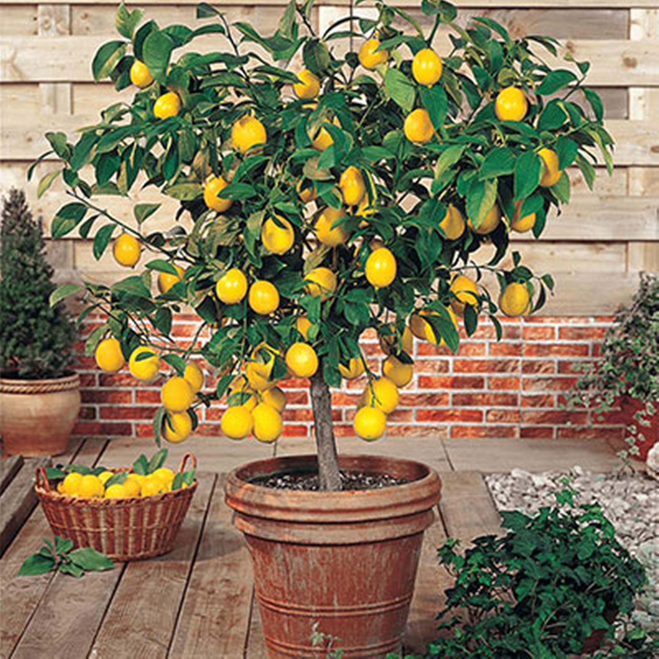 2-3 Foot Meyer Lemon Tree in 3.5 Gallon Grower's Pot - Dwarf Fruit Tree for Home Garden, Patio & Indoor Planting | Perfect for Fresh Lemonade, Cooking & Decor