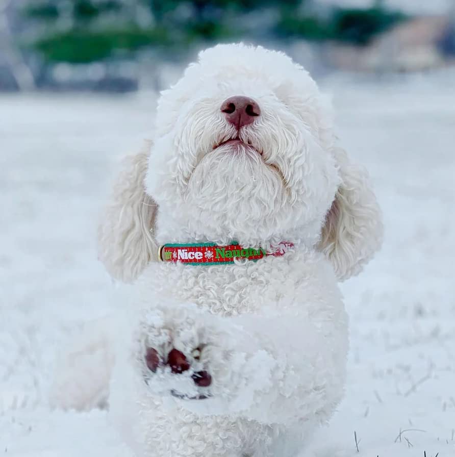 Up Country NAN-C-S Naughty and Nice Narrow Dog Collar 5/8