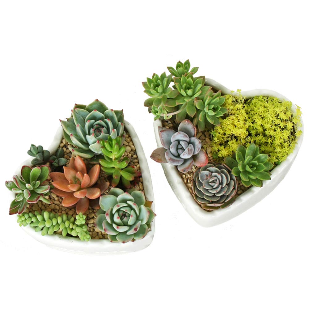 2 Pack Heart-Shaped White Ceramic Succulent Plant Pots - Small Cactus Flower Pots for Home Decor, Office Desk, Wedding Centerpieces & Gift Ideas