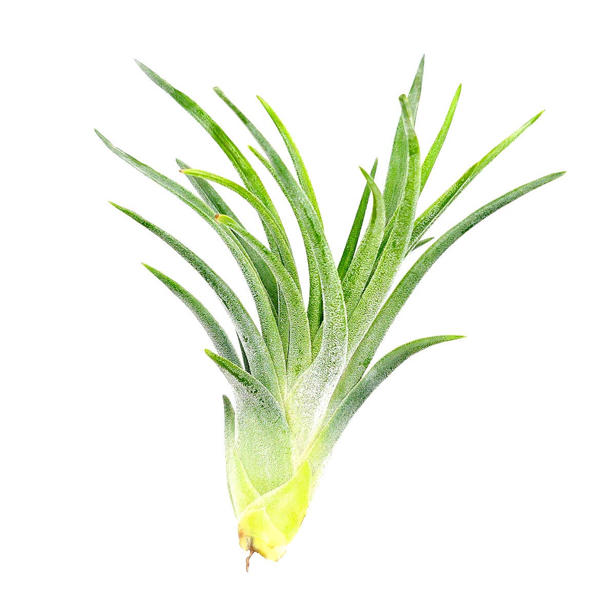 Tillandsia Victoriana Air Plant (3