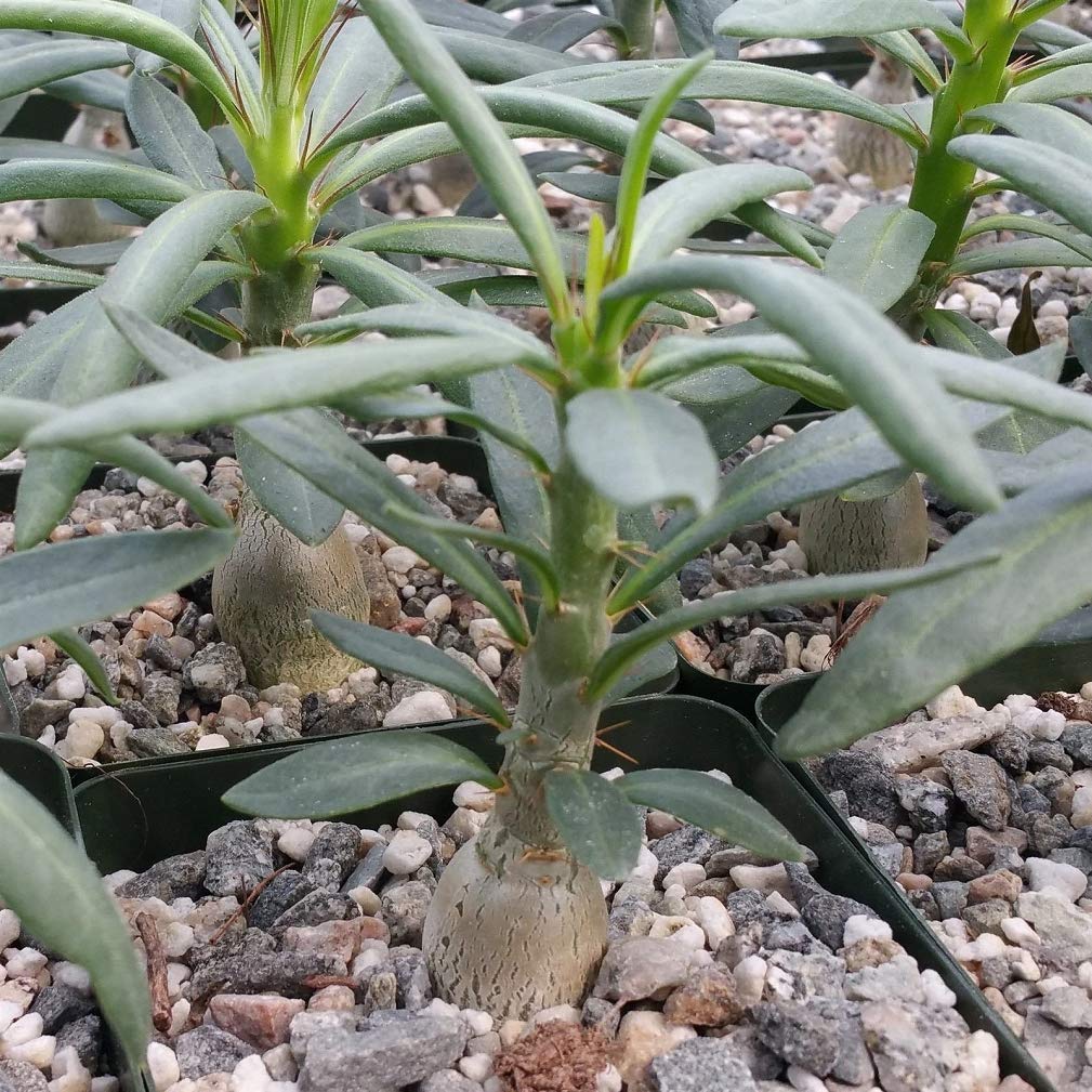 Pachypodium Succulentum Griquense Succulent Plant - 2 Live Plants in 3.5 Inch Pots | Rare Succulent for Home Decor, Office Desk, or Garden Collection | Easy Care Drought-Tolerant Houseplant