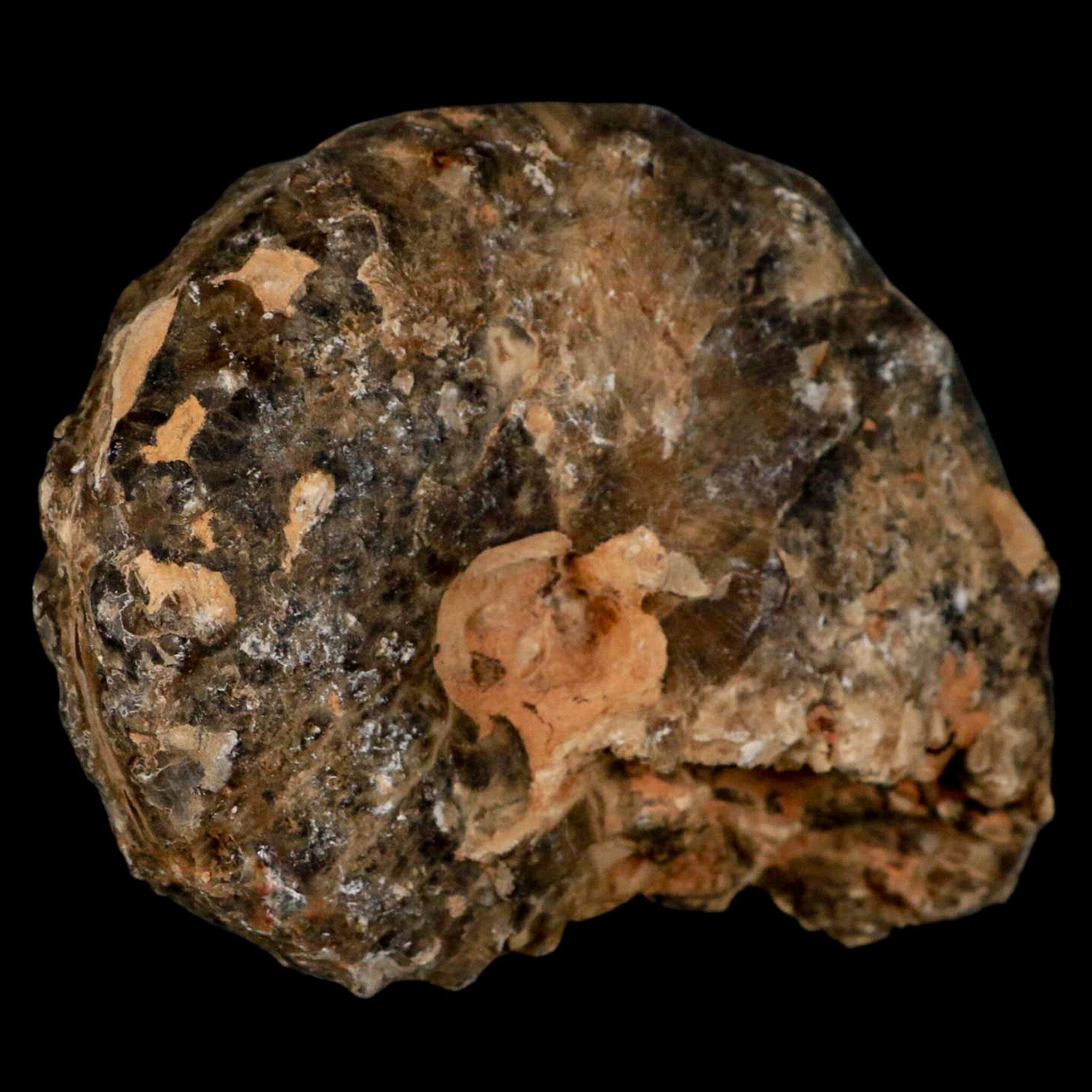 4 Authentic Mammites Nodosoides Ammonite Fossil Shells - Upper Cretaceous Age - Morocco - Perfect for Collectors, Education & Home Decor