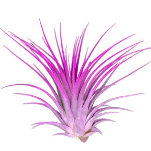 Lavender/Pink