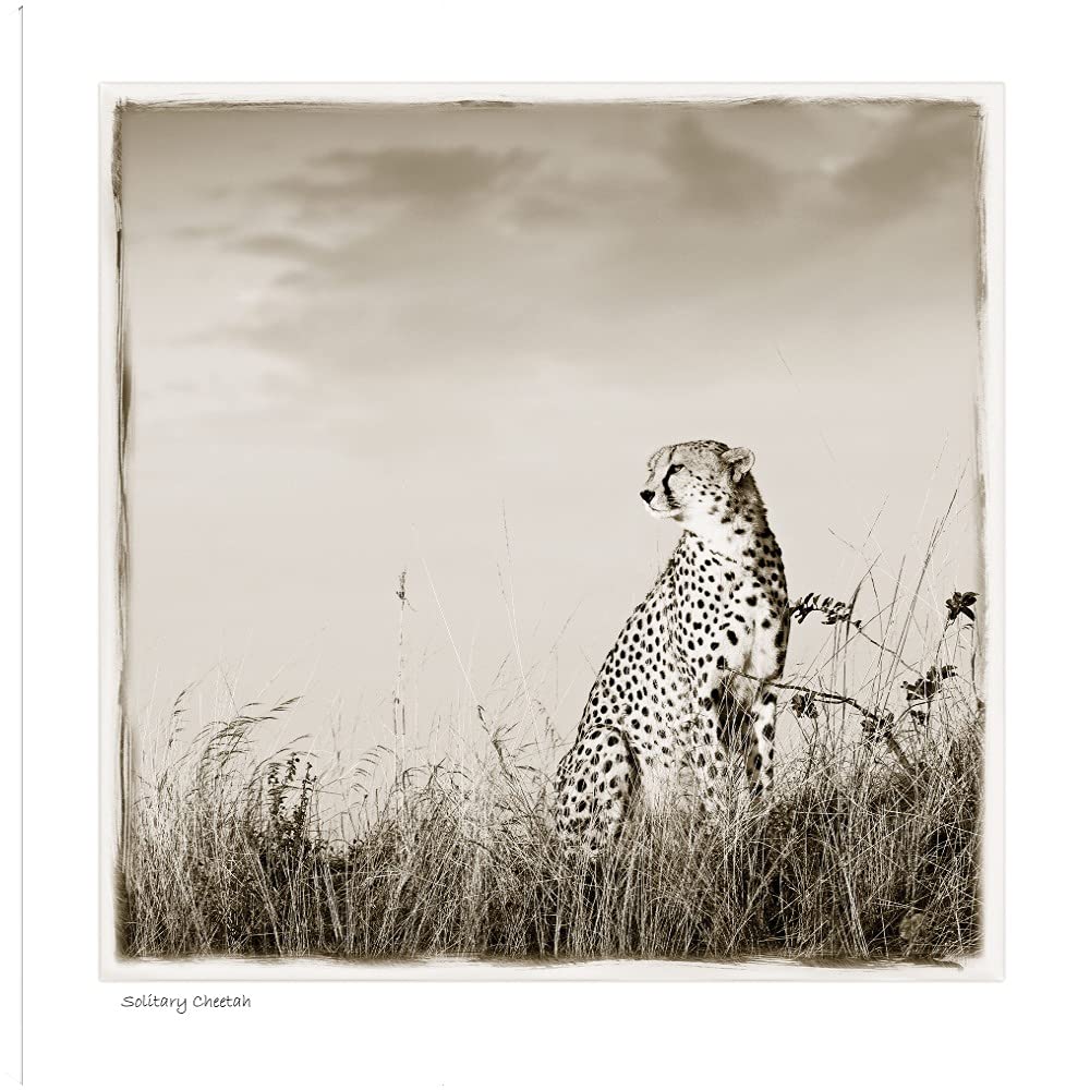 Solitary Cheetah Fine Art Canvas Print - Premium Wildlife Wall Decor by Artist Tiedge - 37x37 Inches - Ready to Hang for Living Room, Bedroom, Office & More - Perfect for Nature Lovers & Safari-Themed Interiors