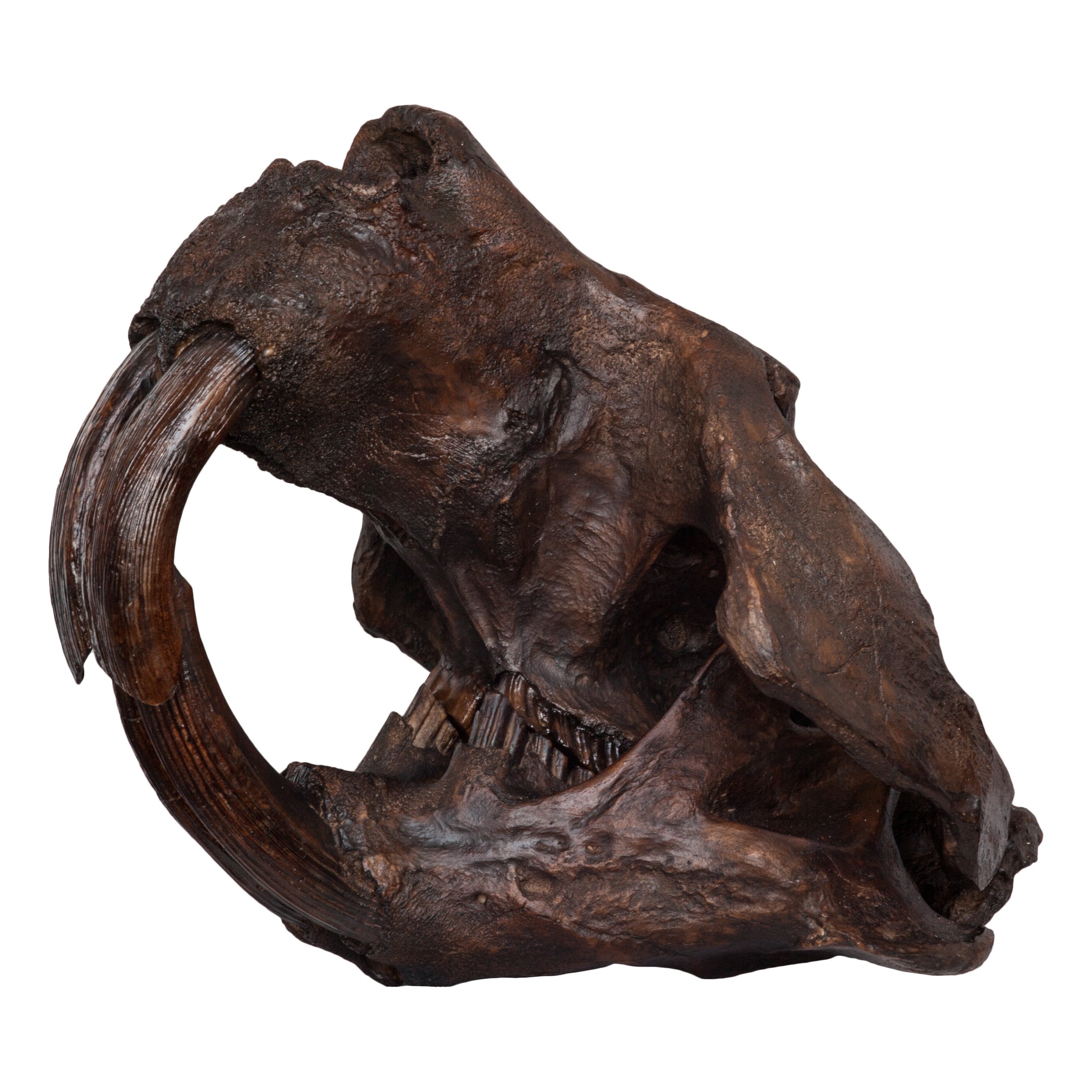 Authentic-Looking Giant Beaver Skull Replica - Lifelike Castoroides Fossil Model for Home Decor, Educational Display & Paleontology Enthusiasts
