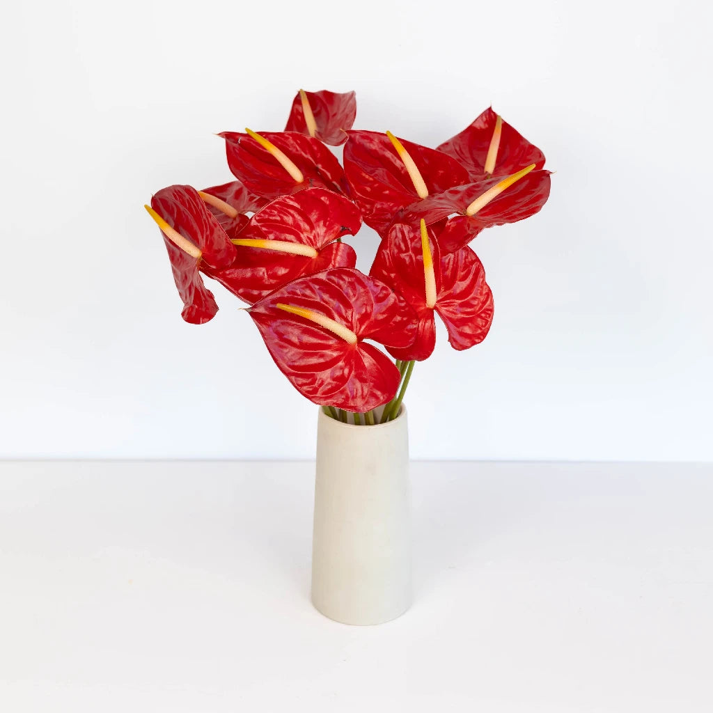 Anthurium Fire Red Tropical Flower - Exotic Live Plant for Home & Office Decor - Perfect for Indoor Gardens, Gifts, and Tropical Themes