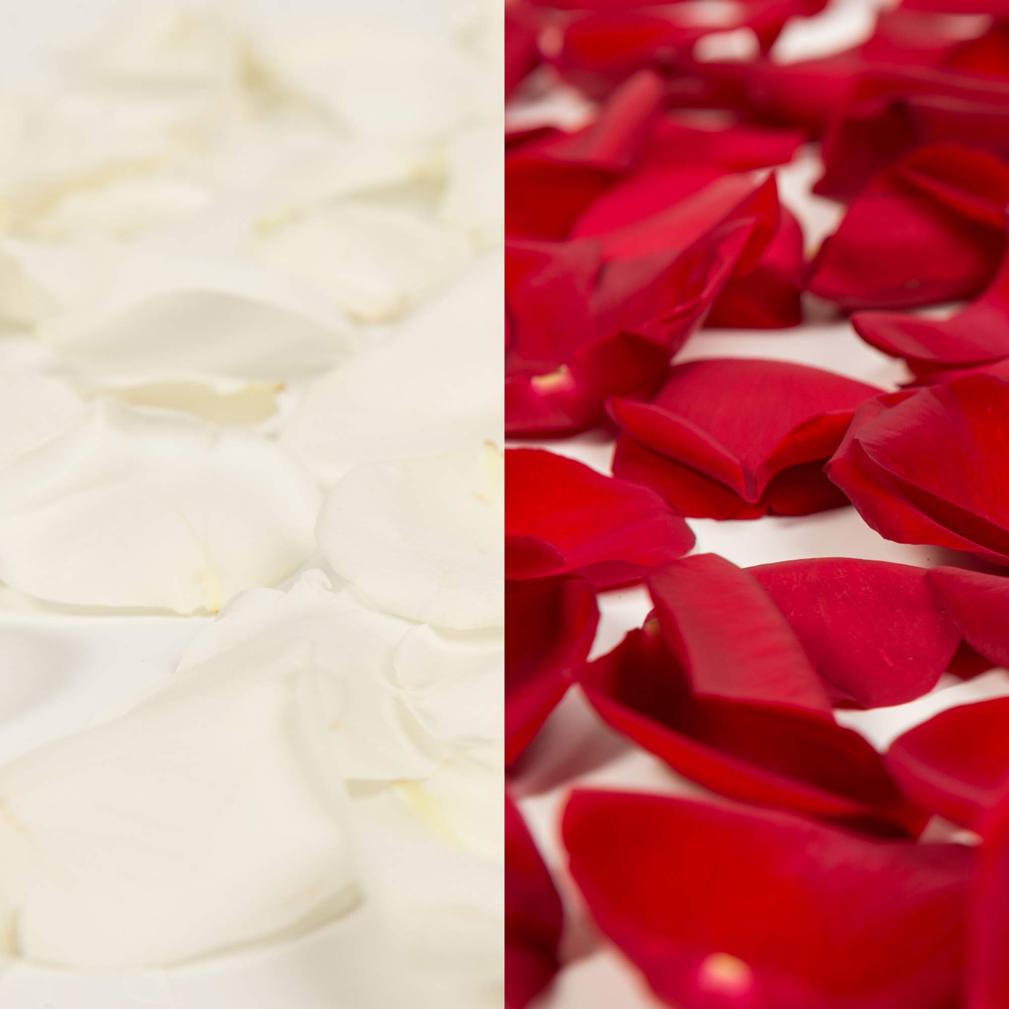 Premium Red and White Rose Petals - 5000 Count for Wedding Decor, Romantic Events, and DIY Crafts | Natural Dried Flower Petals for Aisle Scatter, Table Centerpieces, and Bath Soaks
