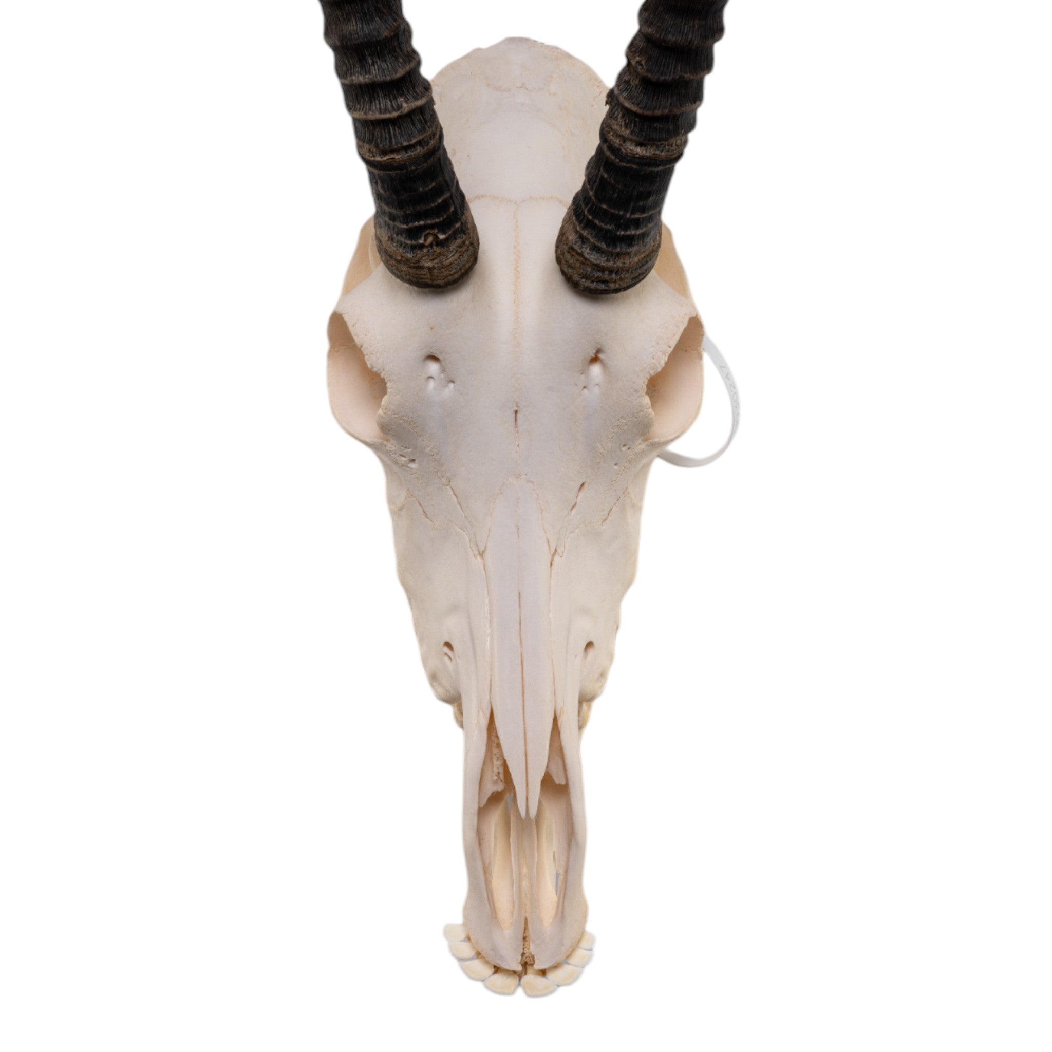 Authentic Sable Antelope Skull - Taxidermy Decor for Hunting Lodge, Cabin, or Gothic Home Decor - Unique Wildlife Trophy for Wall Mount Display