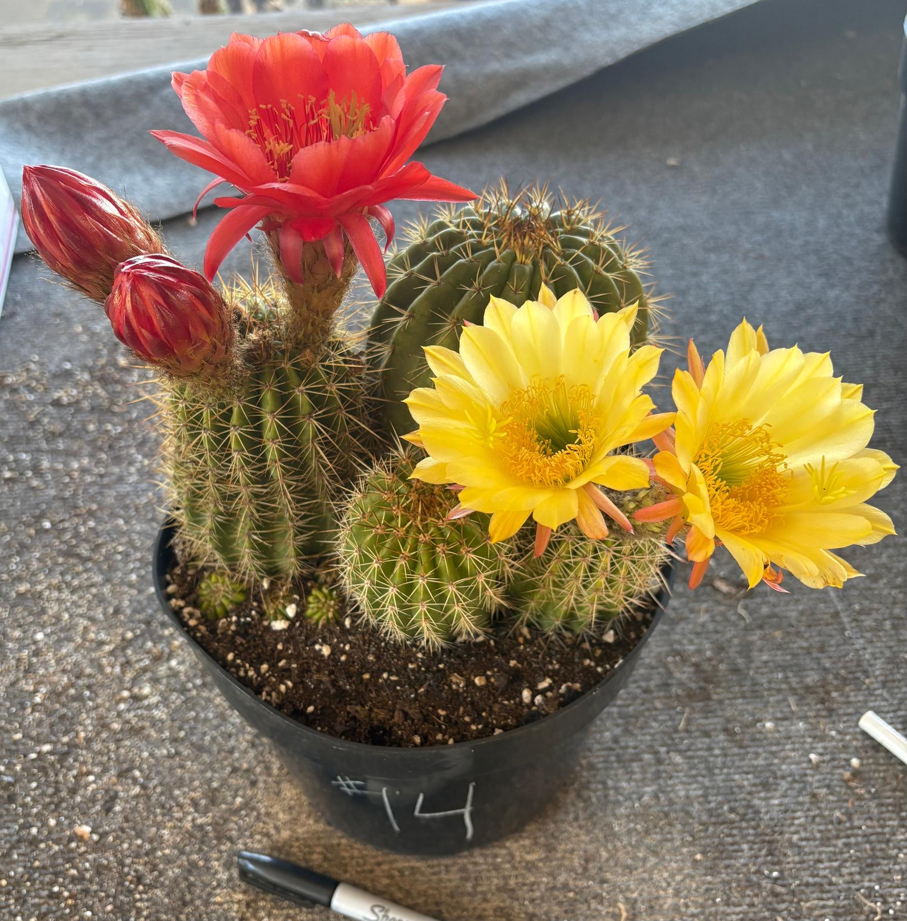 EC111 EXACT Trichocereus Grandiflorus Hybrid Cactus - 8