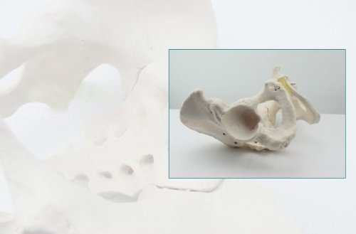 1:1 Life-Size Adult Male Pelvis Joint Anatomical Model - Detailed Simulation for Medical Education, Physical Therapy Training & Anatomy Study - Perfect for Classrooms, Labs & Healthcare Professionals