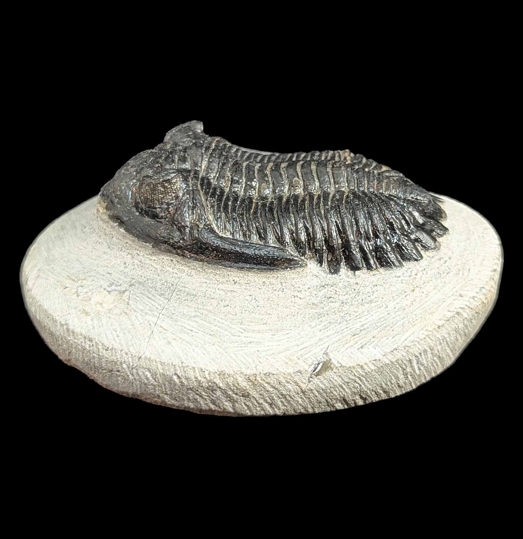 Hollardops Trilobite Fossil in Matrix - Authentic Prehistoric Specimen for Collectors, Paleontology Enthusiasts & Home Decor - Perfect for Display, Education & Gifts