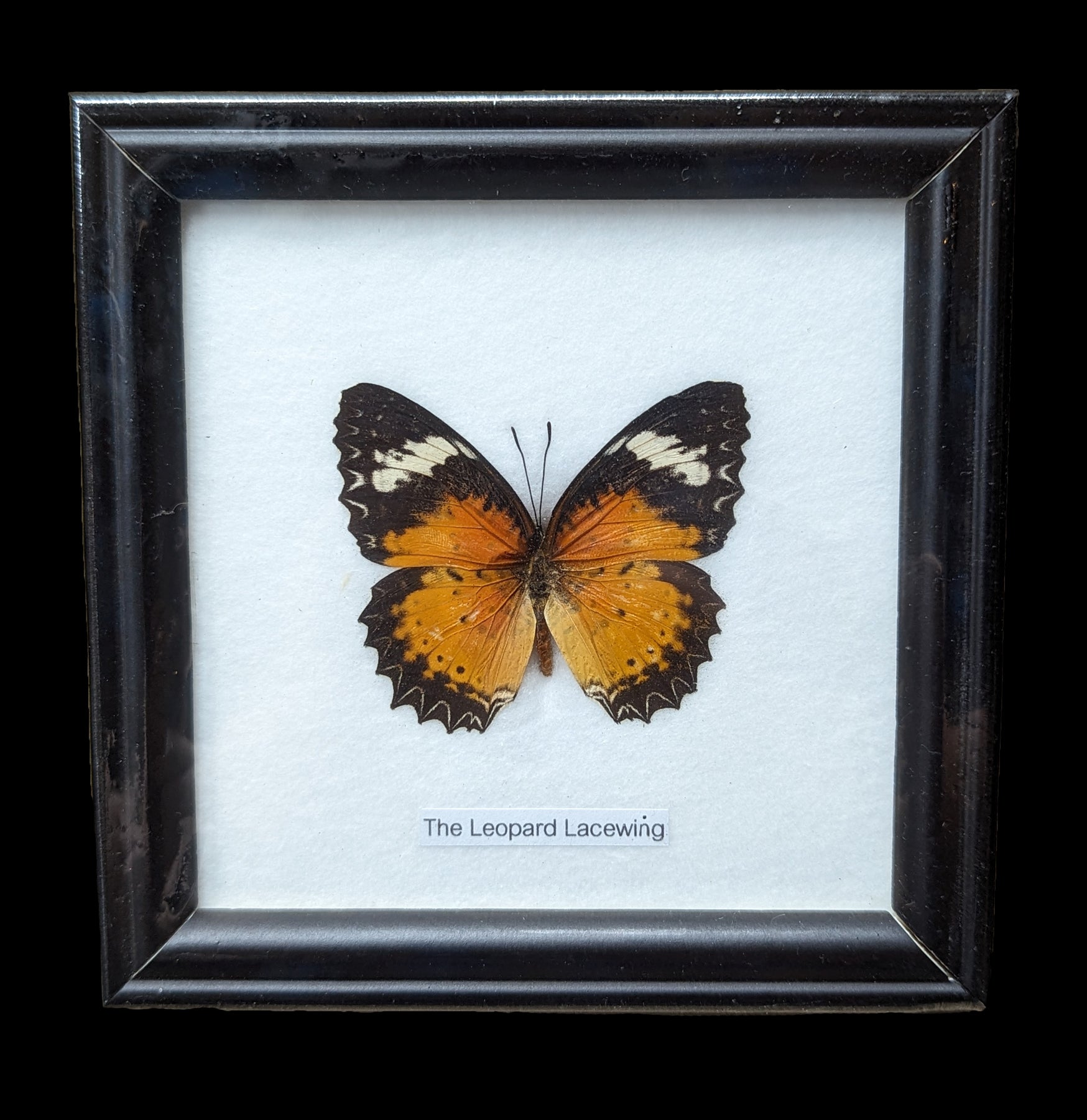Premium Single Riker Mounted Butterfly Display Case - Framed Insect Specimen for Collectors & Science Education | Perfect for Home Decor, Classroom Displays & Nature Exhibits