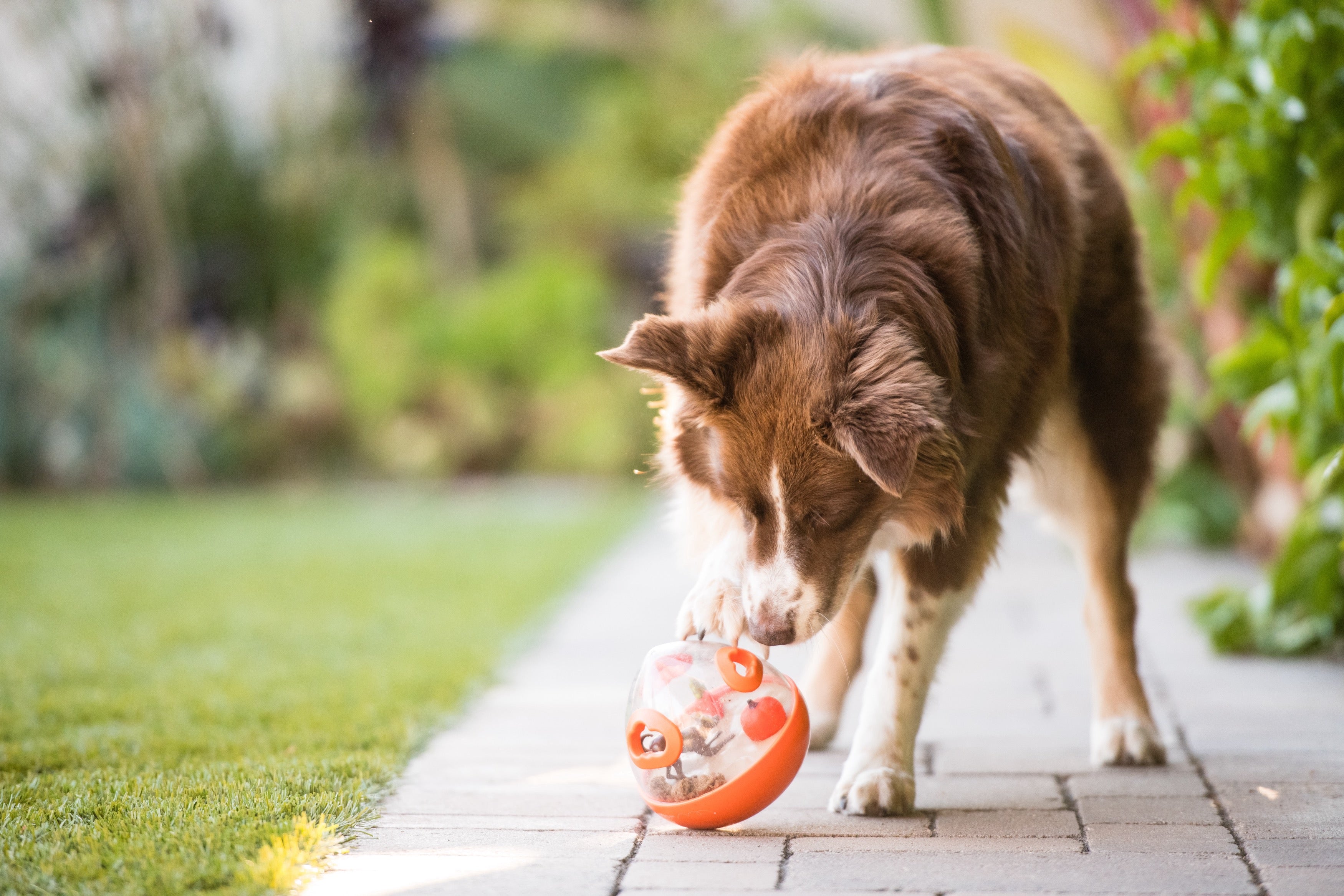 Interactive Wobble Ball Dog Toy with Treat Dispenser - Green | Pet P.L.A.Y. - Fun Puzzle Game for Dogs to Stimulate Mental & Physical Activity