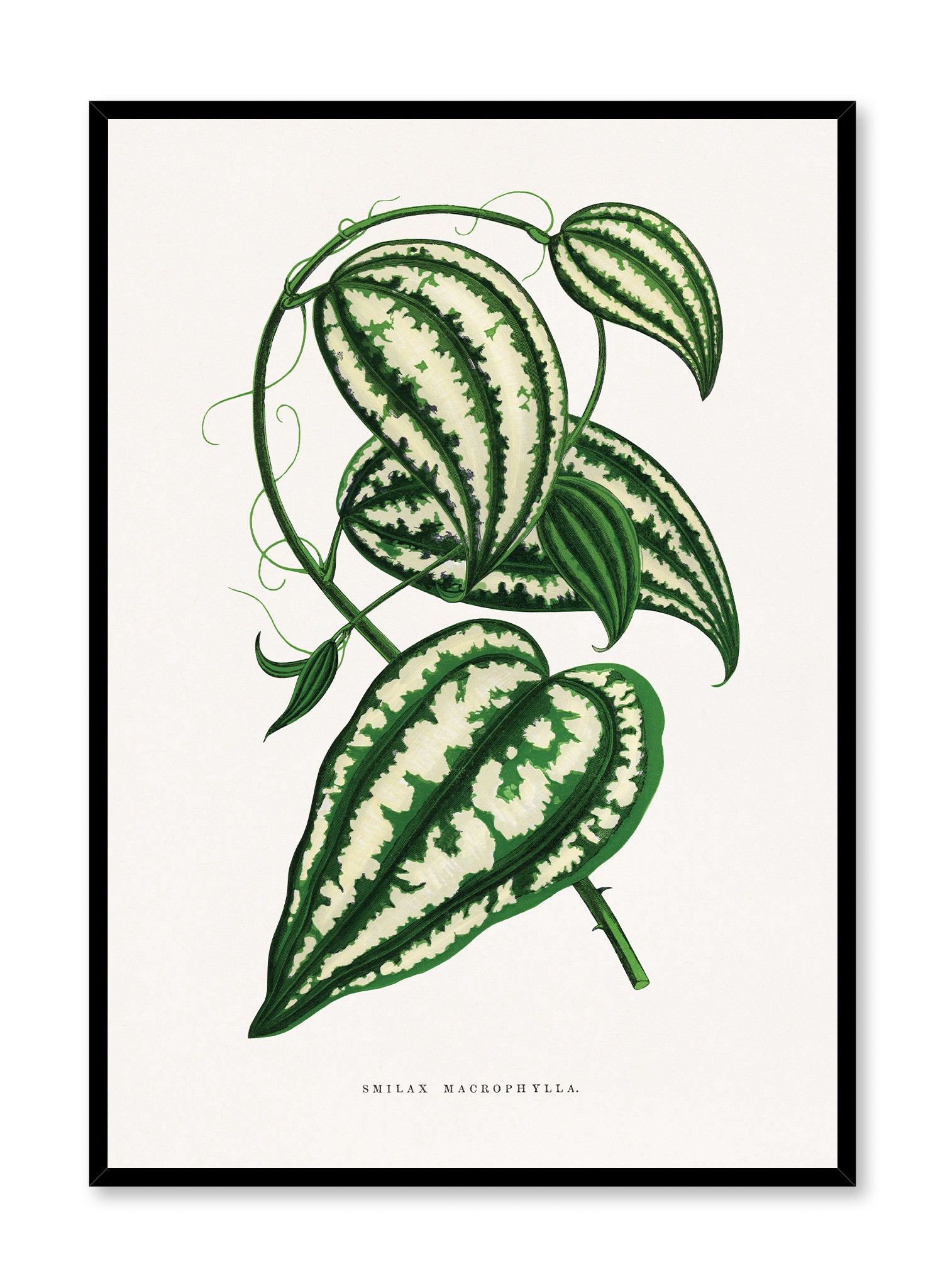 Large Leaf Greenbrier Poster - Botanical Wall Art Decor for Home, Office & Classroom - Perfect for Nature Lovers & Plant Enthusiasts