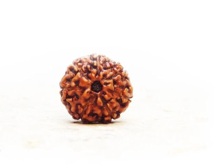 Original 7 Mukhi Indonesian Rudraksha Beads - Certified Java 7 Face Rudraksha for Meditation, Spiritual Healing & Positive Energy - Perfect for Yoga, Prayer & Mindfulness Practices