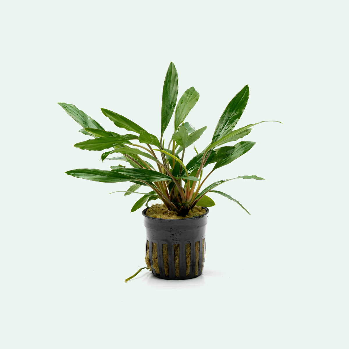 Homalomena Sekadau South Narrow Leaf Plant - Rare Tropical Houseplant for Indoor Decor, Office & Living Room Greenery - Perfect for Home Jungle & Urban Gardening