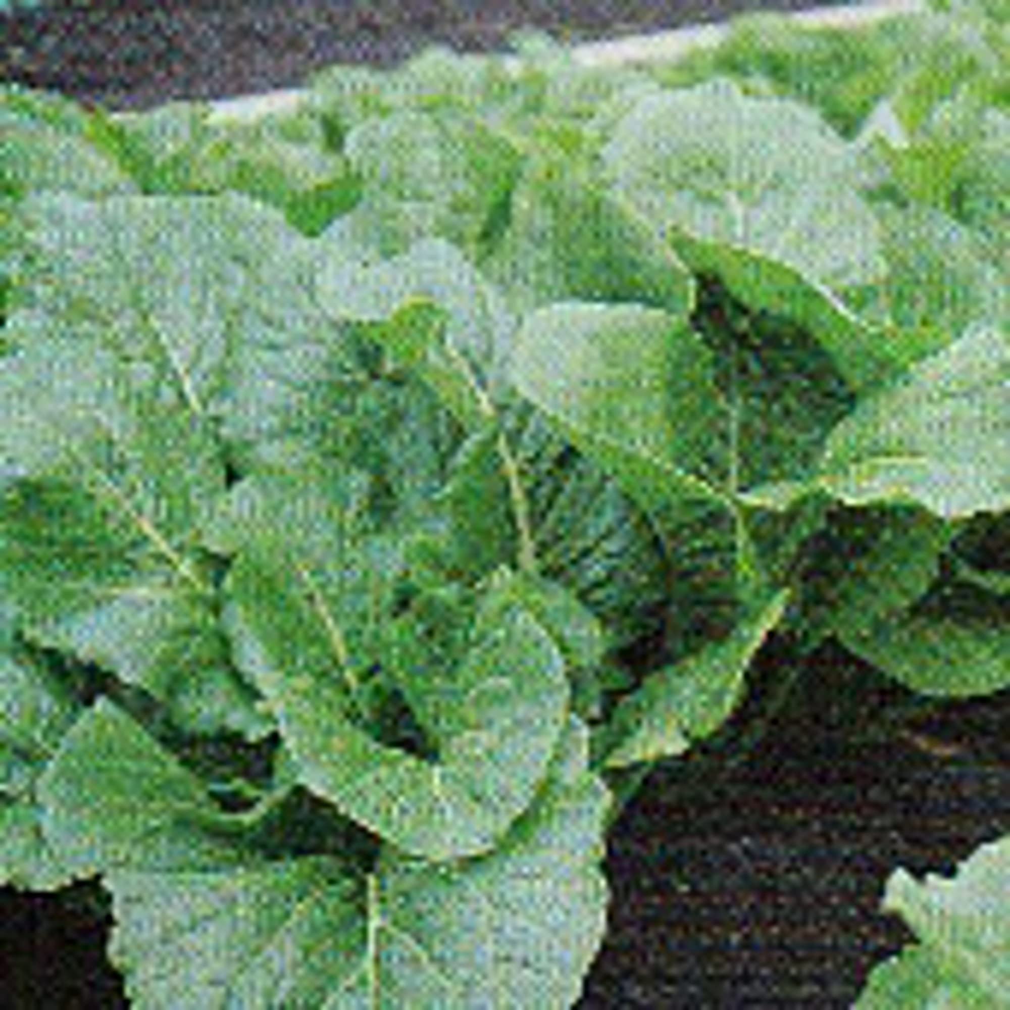 Organic Alamo Turnip Seeds (20+ Seeds) | Non-GMO Heirloom Vegetable Seeds for Planting | Home Garden, Greenhouse, or Container Gardening | Fresh Salad & Cooking Use