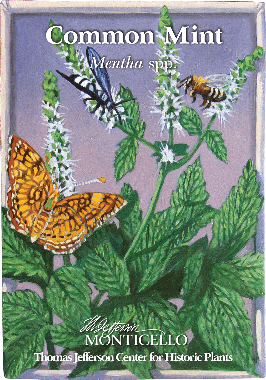 Organic Common Mint Seeds (Mentha spp.) - Non-GMO Herb Garden Starter Kit for Indoor/Outdoor Planting, Fresh Mint for Tea, Cocktails & Cooking