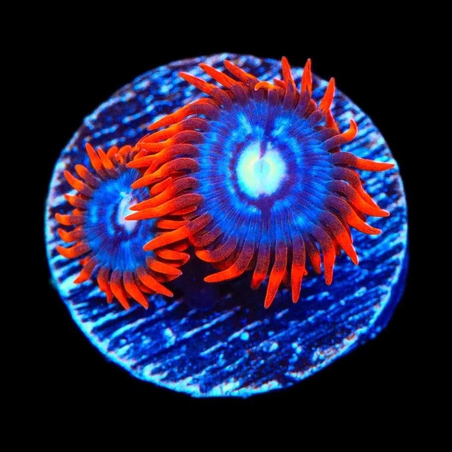 Fire and Ice Zoanthid Coral for Saltwater Aquariums - Vibrant Coral for Reef Tanks & Marine Displays
