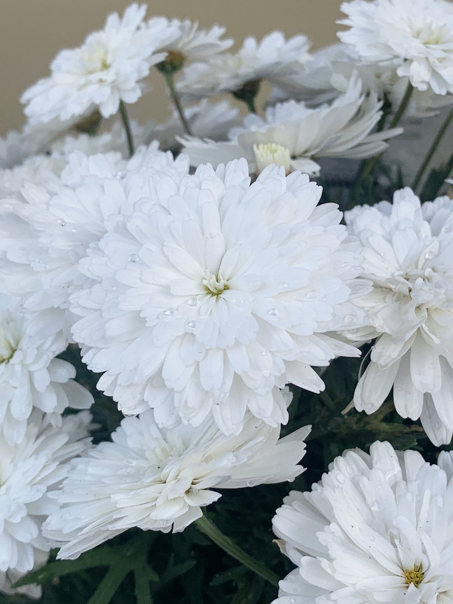 Argyranthemum 'Super Duper' White Daisy Plant - Fresh Garden Flowers for Outdoor Landscaping & Patio Decor
