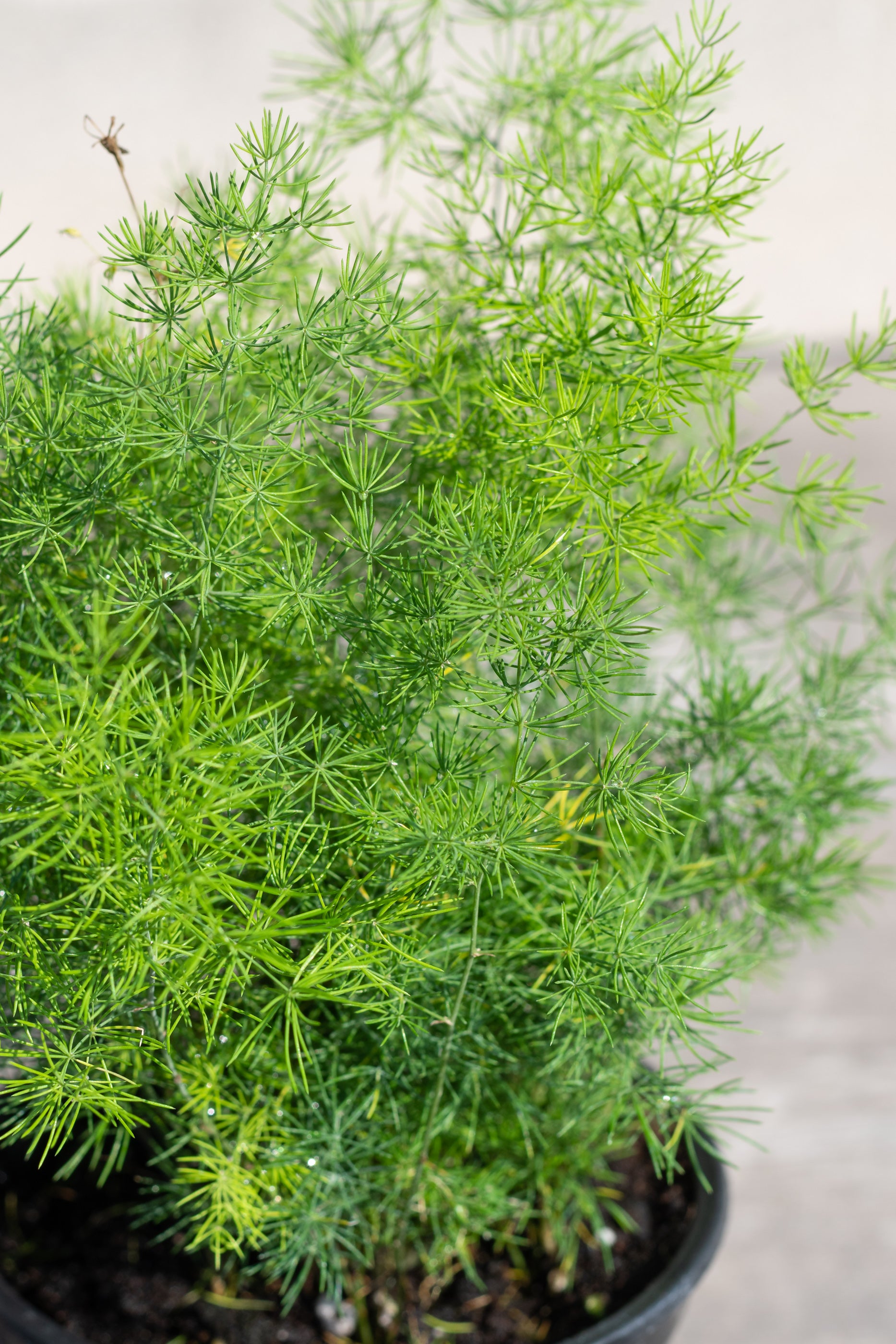 Buy Asparagus Retrofractus (Ming Fern) - 4