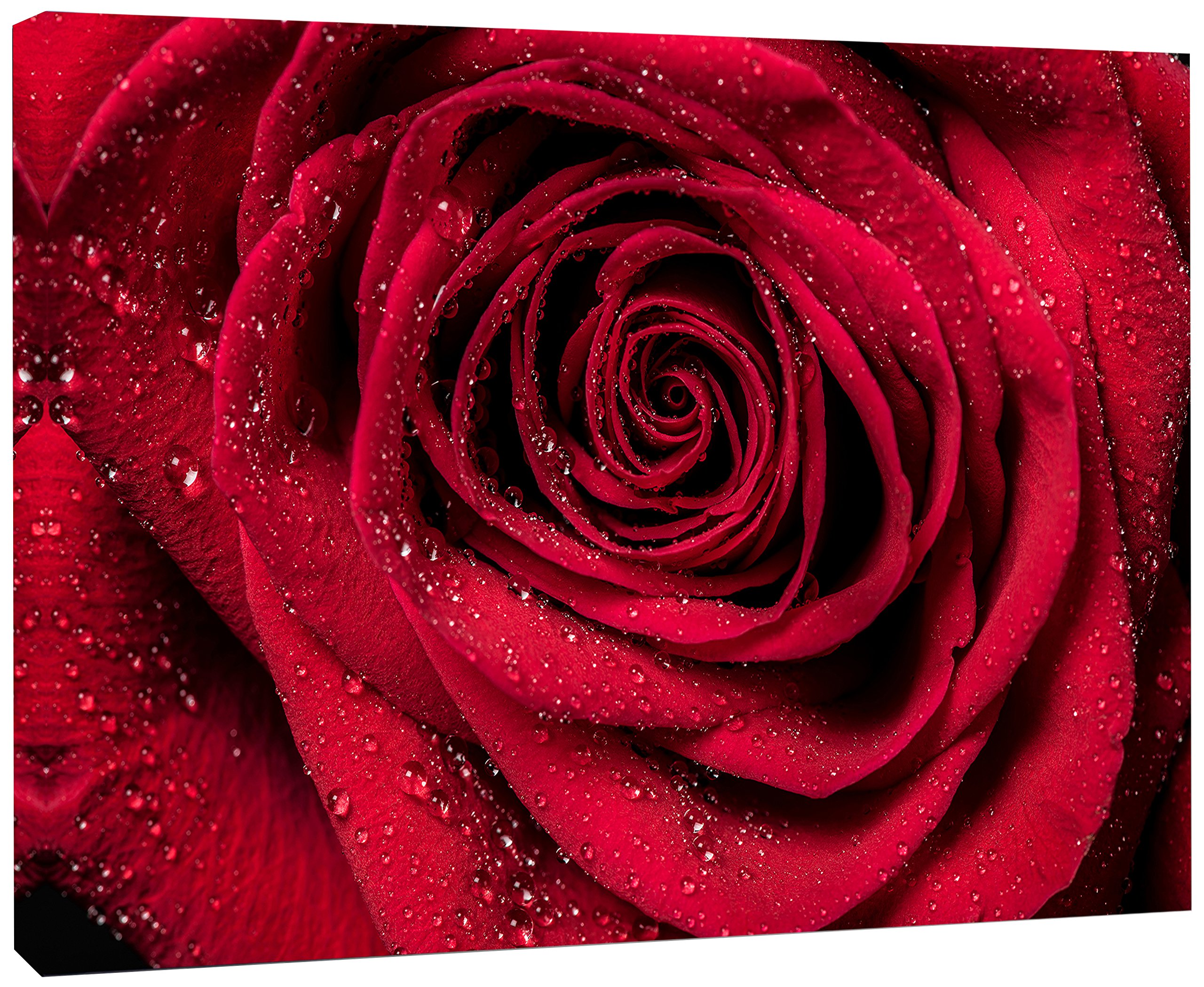 Designart (DET43) Red Rose Petals in Rain Droplets Canvas Wall Art Print - 20x12 Inches, Vibrant Red Floral Painting - Perfect for Living Room, Bedroom & Office Decor
