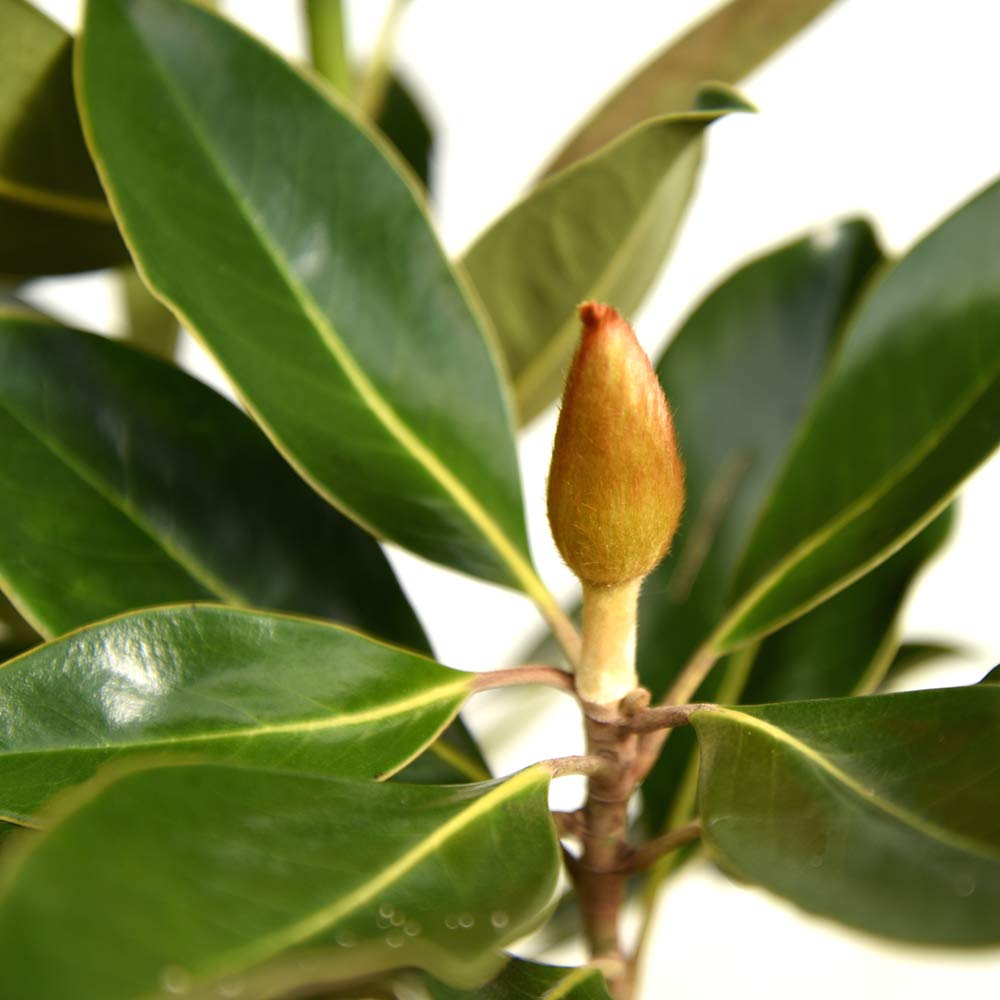 Little Gem Magnolia Live Plant (4-5 Feet Tall) - Includes Detailed Care Guide - Perfect for Landscaping, Privacy Hedges & Small Gardens