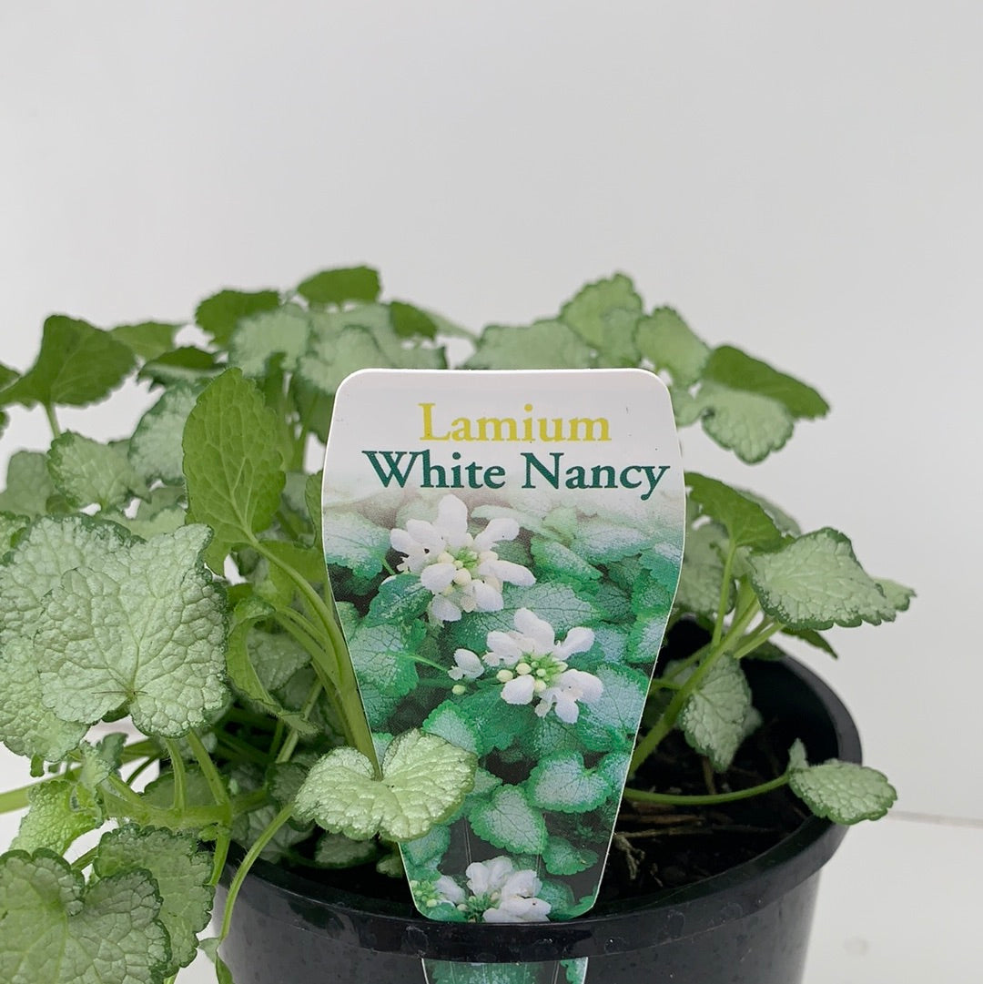 White Nancy Lamium - Shade-Tolerant Ground Cover Plant for Gardens & Landscaping | Perfect for Borders, Containers & Under Trees