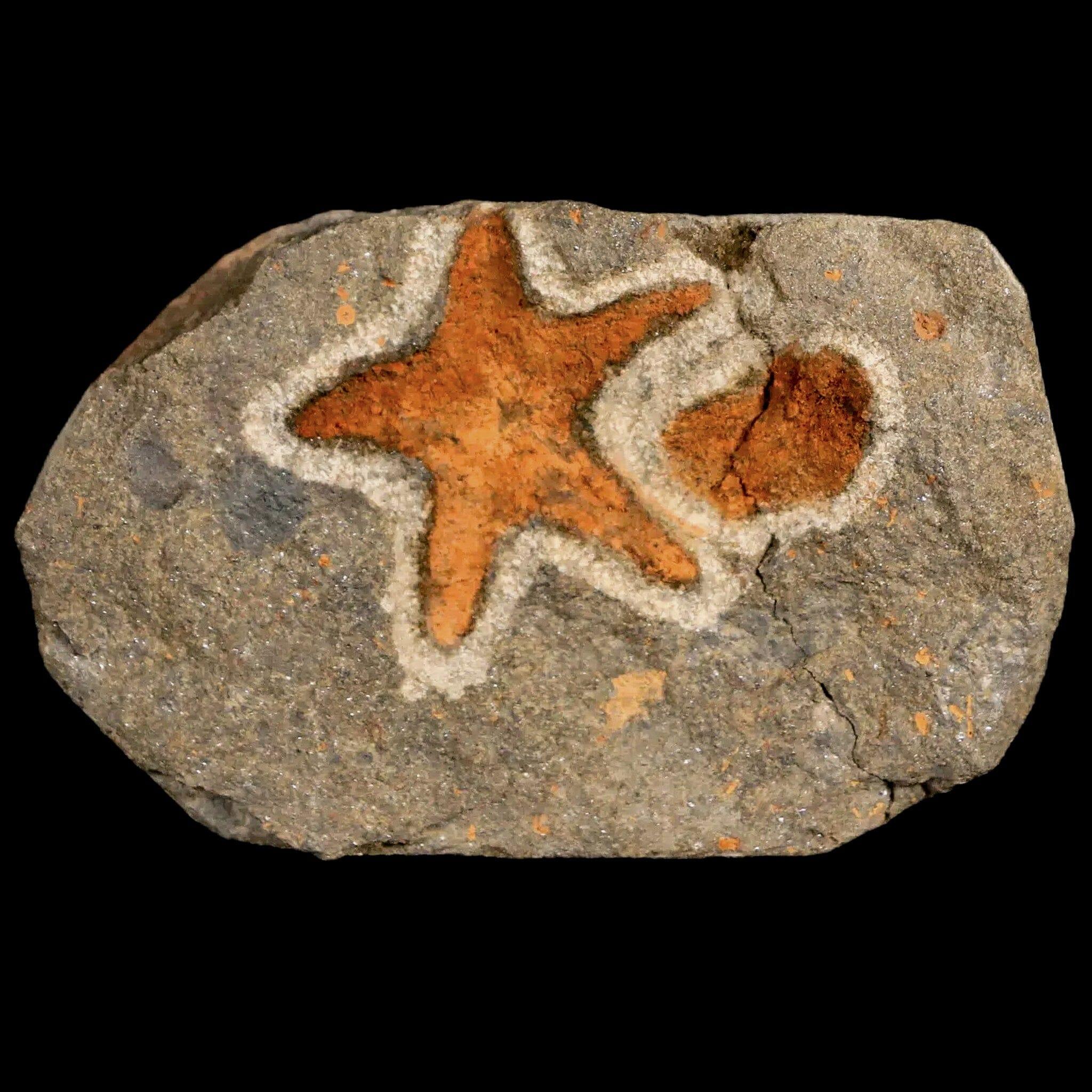 26MM Brittlestar Petraster Starfish Fossil - Ordovician Age Blekus Morocco - Authentic COA Included - Perfect for Collectors, Home Decor & Educational Displays