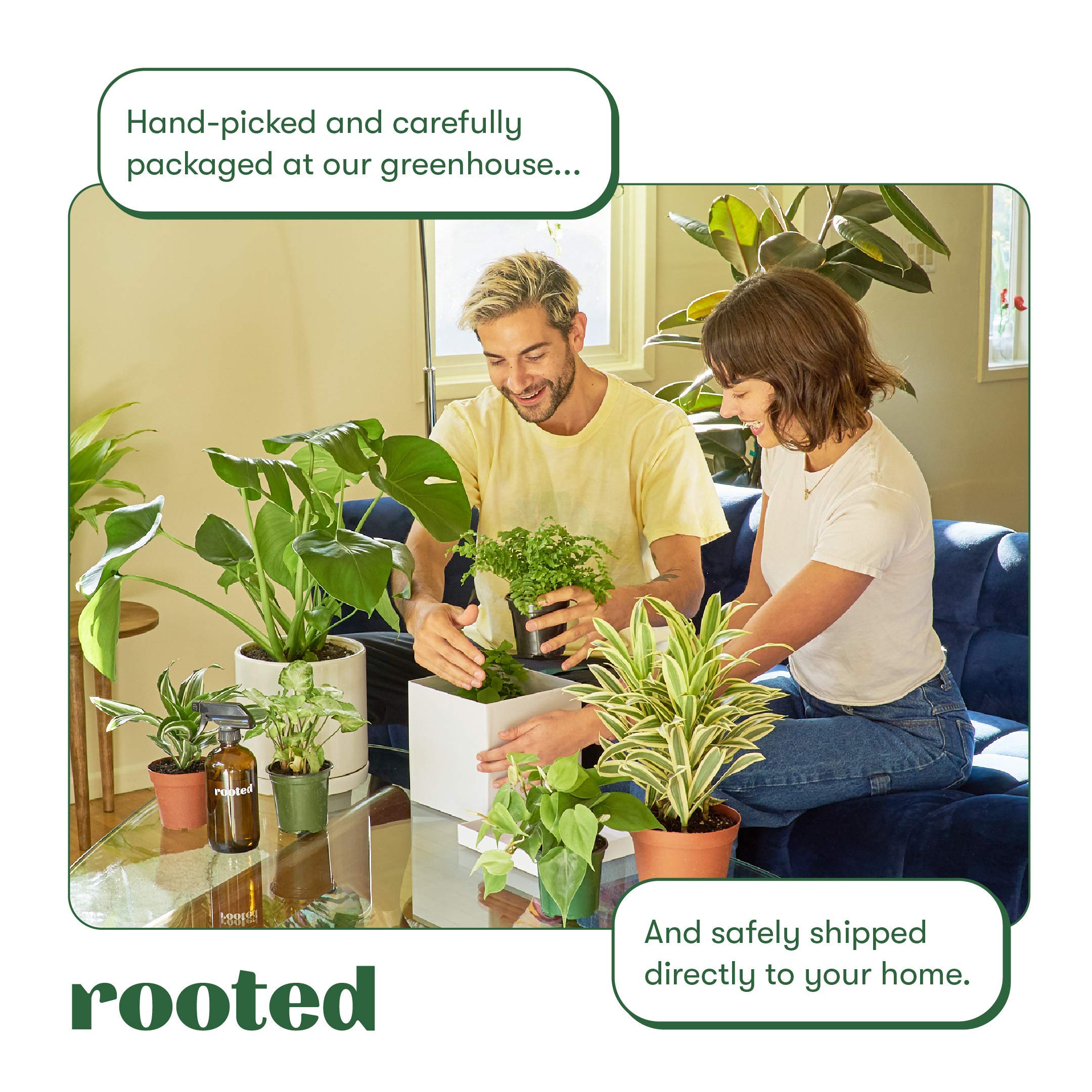 Silver Pothos (Scindapsus pictus 'Exotica') - Live Easy Care Indoor Houseplant in 4 Inch Pot | Perfect for Home Decor, Office Plants & Low Light Spaces