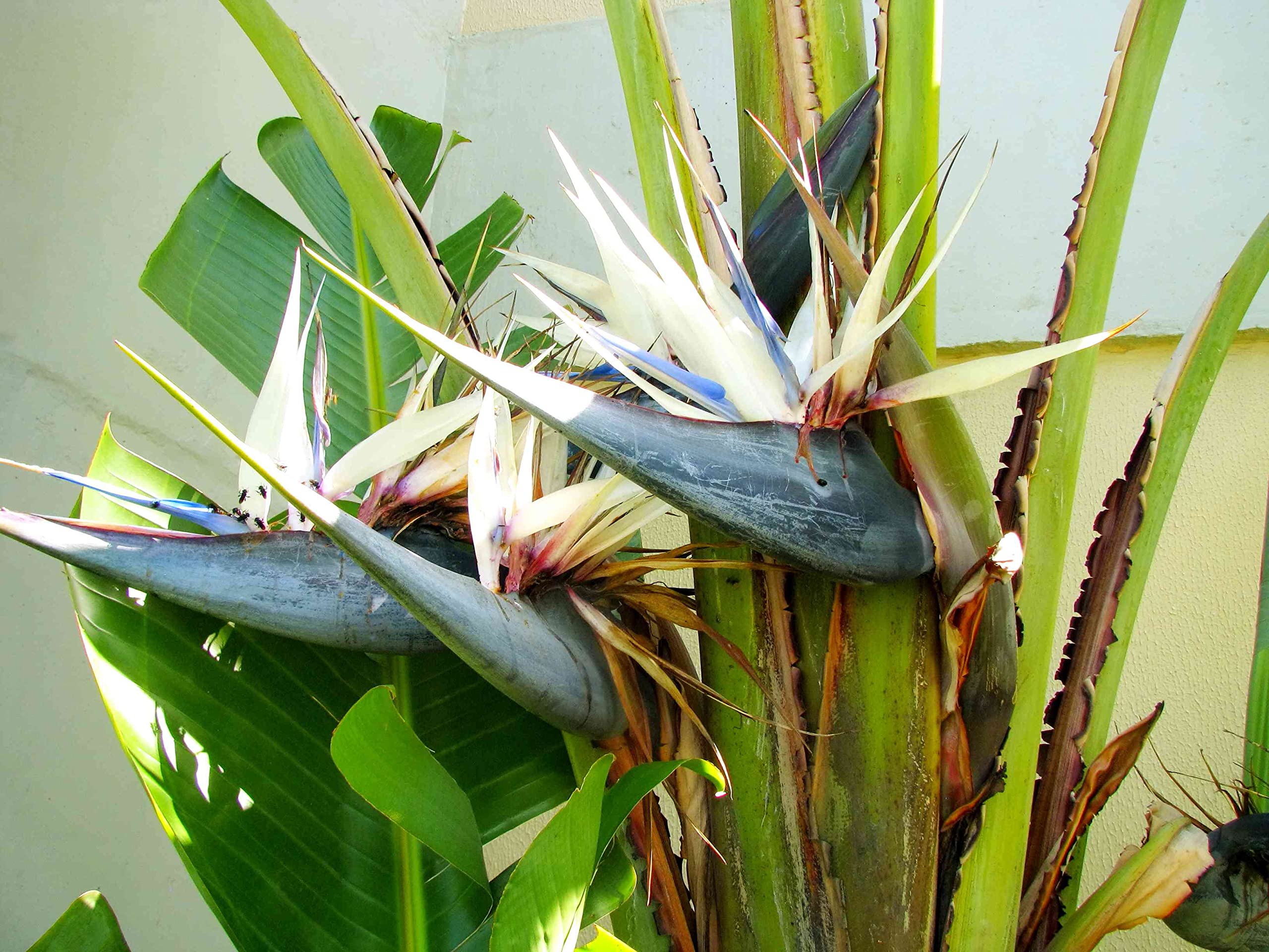 White Bird of Paradise Live Plants (Strelitzia Nicolai) - 30 Pack Tropical Rare Foliage Specimen for Indoor/Outdoor Decor, Office & Garden Landscaping
