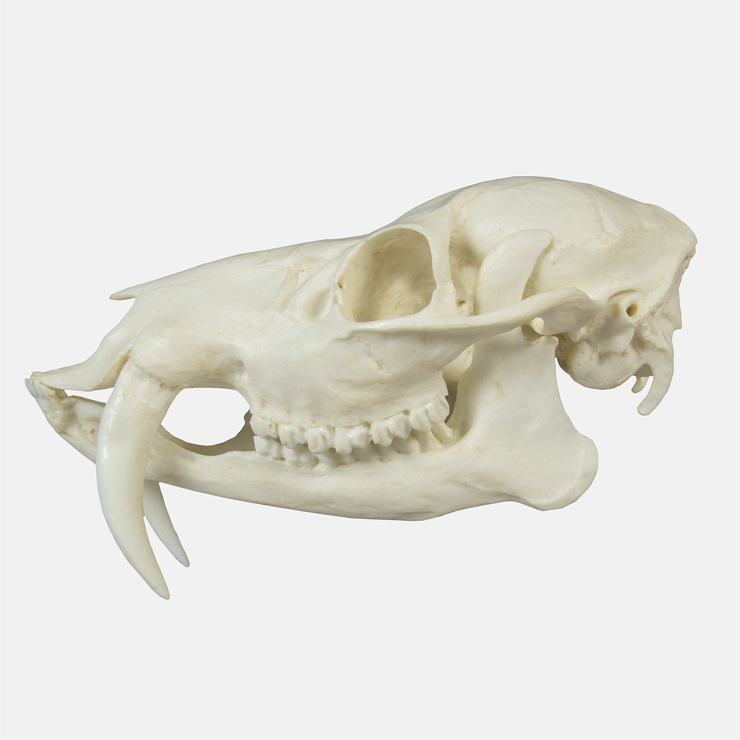 Authentic Replica Chinese Water Deer Skull - Lifelike Animal Skull Decor for Home, Office & Gothic Collections | Perfect for Halloween, Taxidermy Displays & Unique Gifts