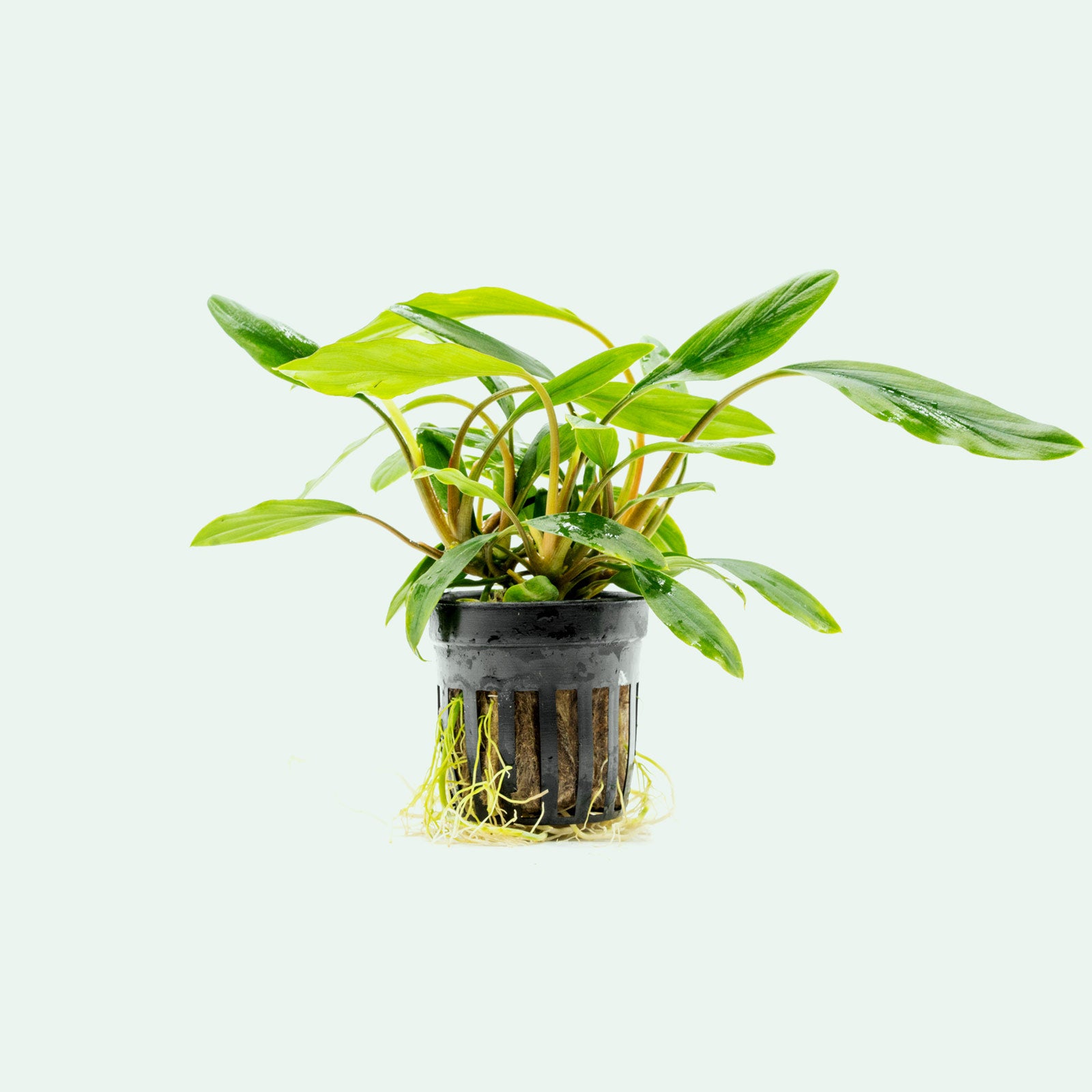 Homalomena Sekadau South - Rare Tropical Houseplant for Indoor Decor, Low Light & Air Purifying - Perfect for Home, Office & Living Spaces