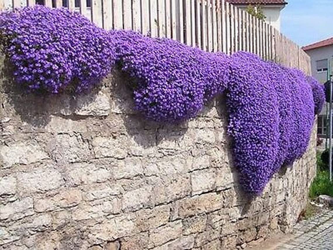 Purple Rock Cress Seeds - 250+ Perennial Flower Seeds for Ground Cover, Rock Gardens & Hanging Baskets - Low Maintenance, Drought Tolerant & Vibrant Purple Blooms - Perfect for Landscaping, Borders & Container Gardening