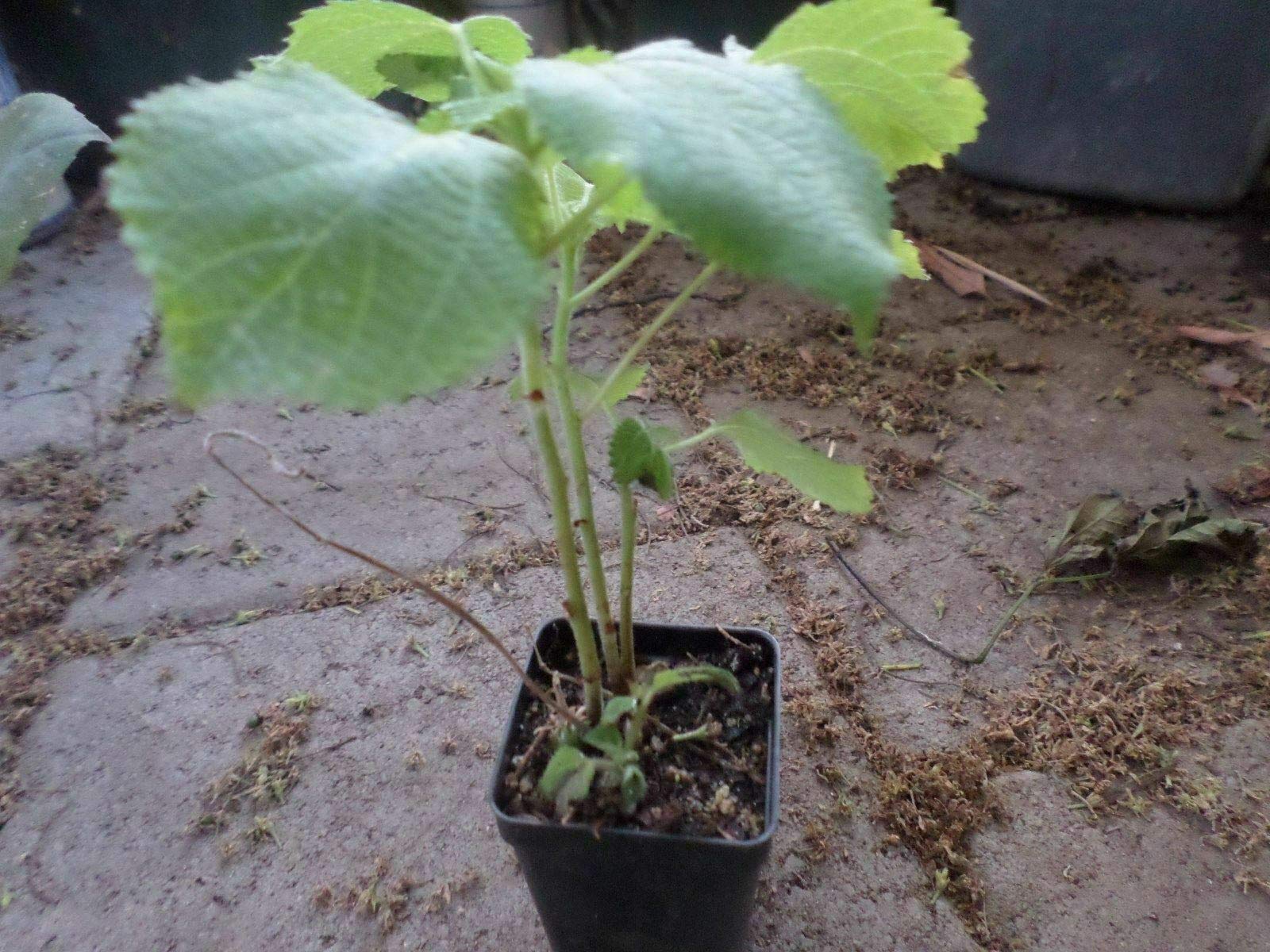 Live Ramie Plant (Boehmeria Nivea) - Vietnamese La Gai Herb in 3 Inch Pot | Fresh Indoor Houseplant for Home Decor, Kitchen Garden & Herbal Tea Making