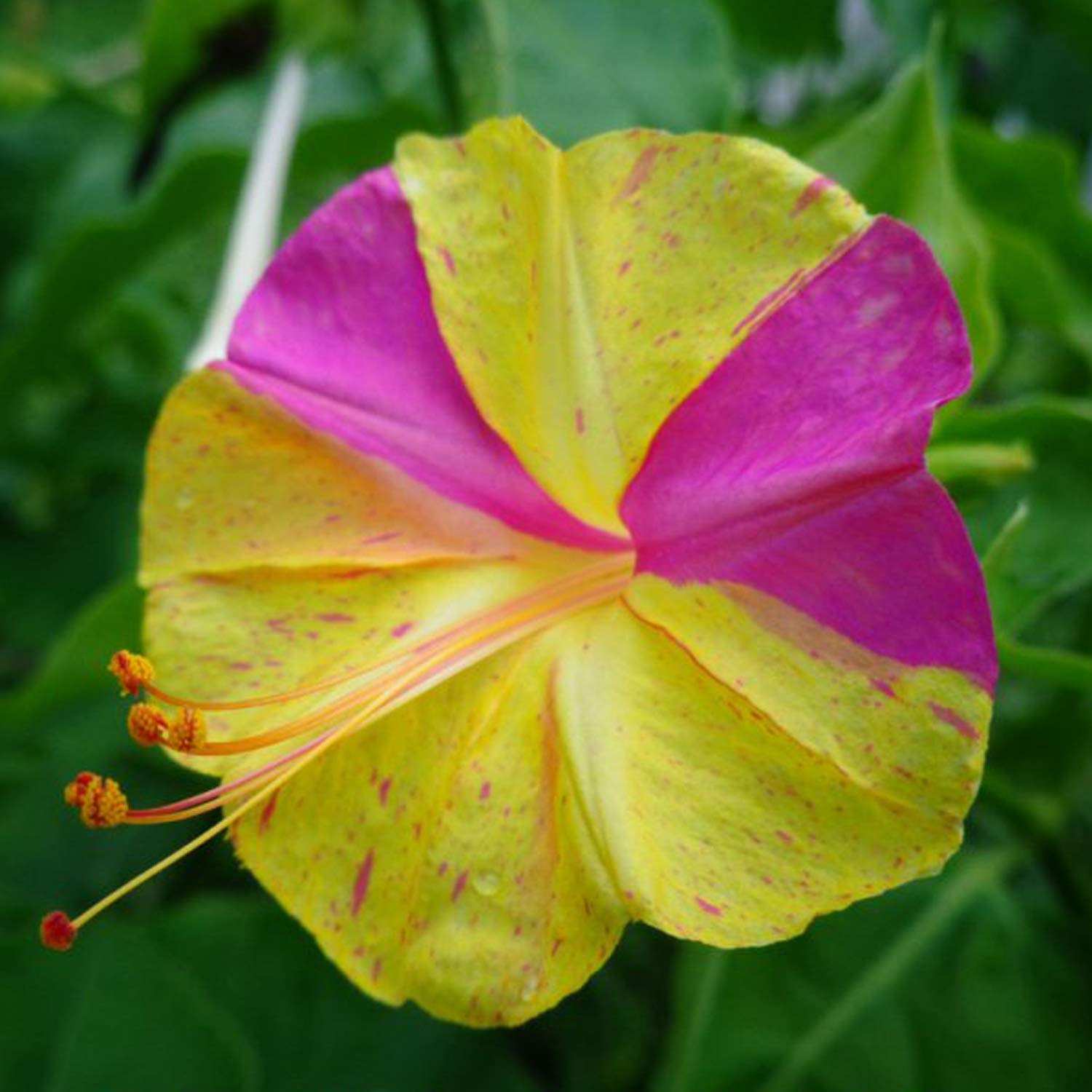 UtopiaSeeds Broken Colors Four O'Clock Flower Seeds (Mirabilis Jalapa) - Heat & Drought Tolerant, Fragrant Blooms for Gardens, Landscaping & Containers - Perfect for Sunny Borders, Patios & Xeriscaping
