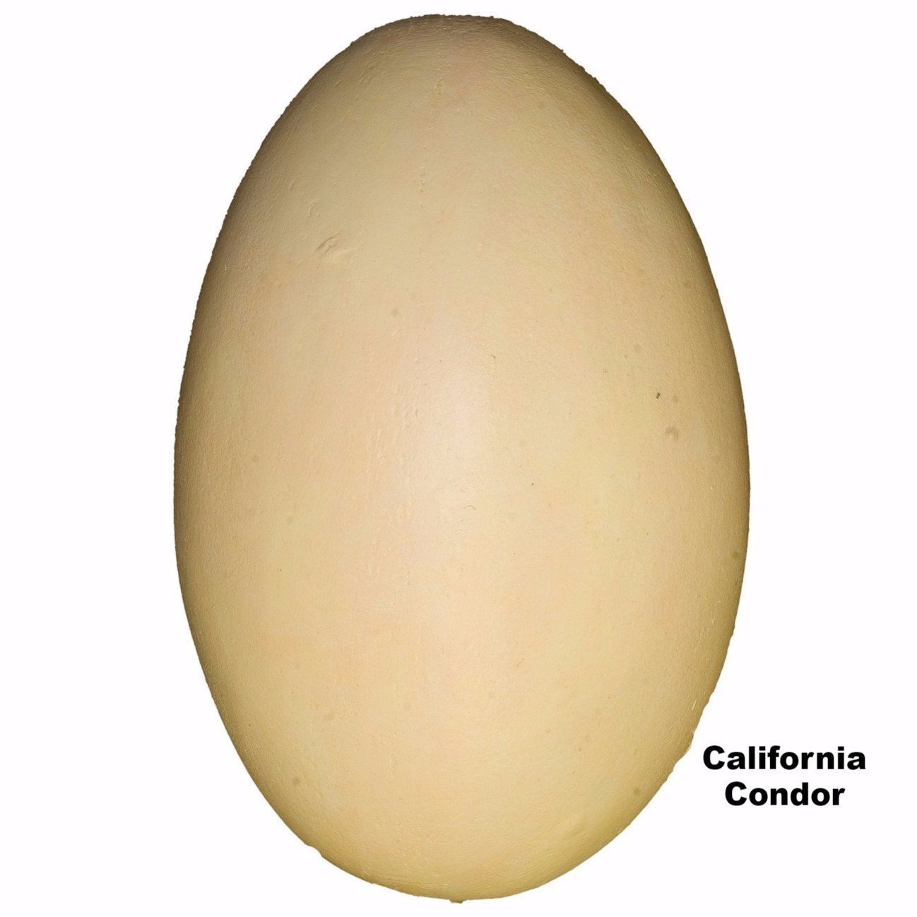 Authentic-Looking Replica California Condor Egg - 110mm Collectible Bird Egg for Home Decor, Educational Display & Nature Enthusiasts - Perfect for Classroom, Museum, or Wildlife Conservation Exhibits