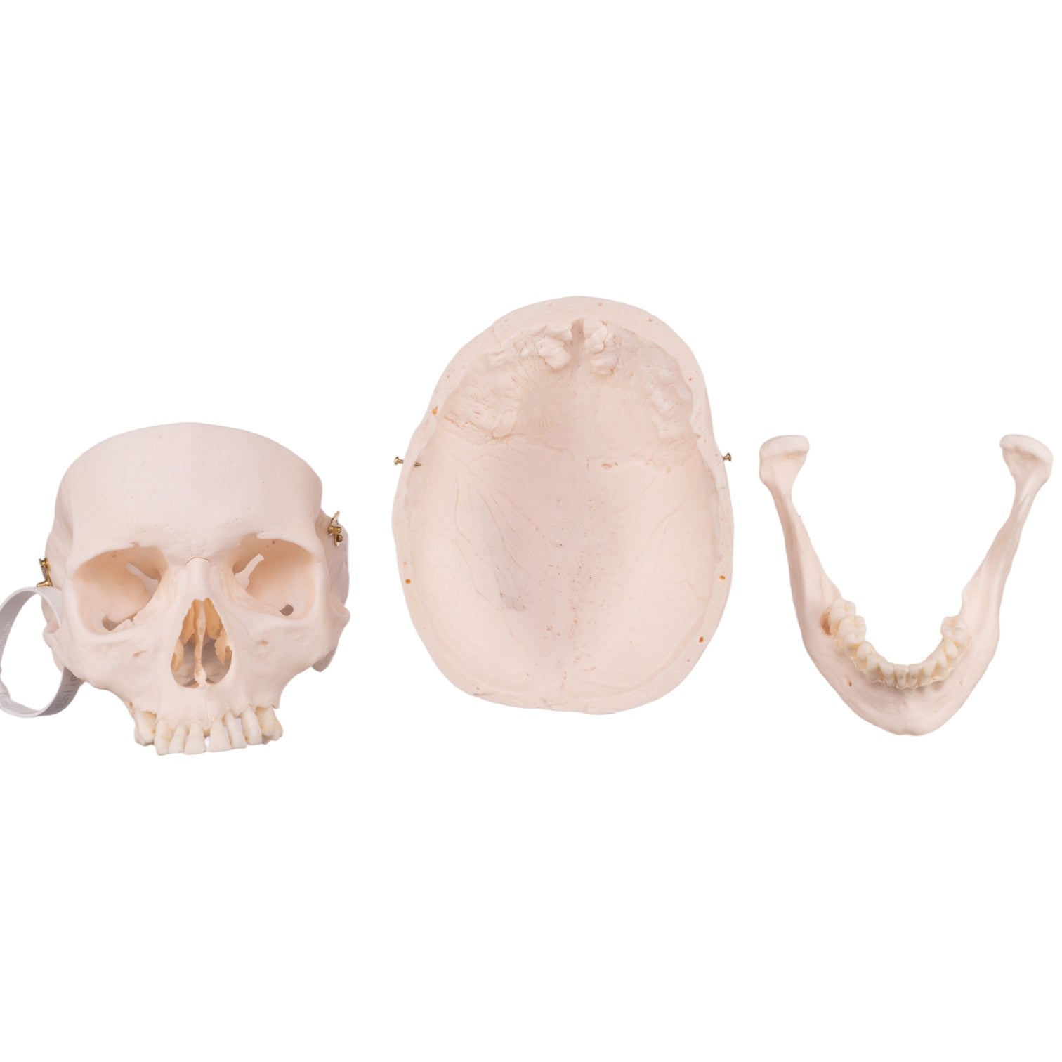 Premium Anatomical Human Skull Model - Accurate Medical & Educational Tool for Students, Doctors & Researchers | Perfect for Classroom, Lab & Study Use