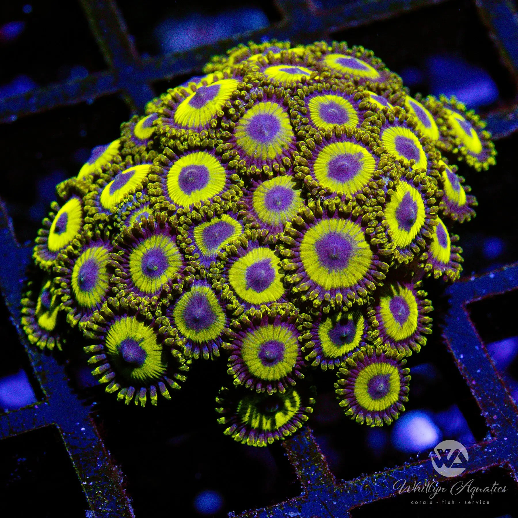 A43 LA Lakers Zoa Mini Colony Coral - WYSIWYG Live Coral for Saltwater Aquariums | Perfect for Reef Tanks and Marine Displays