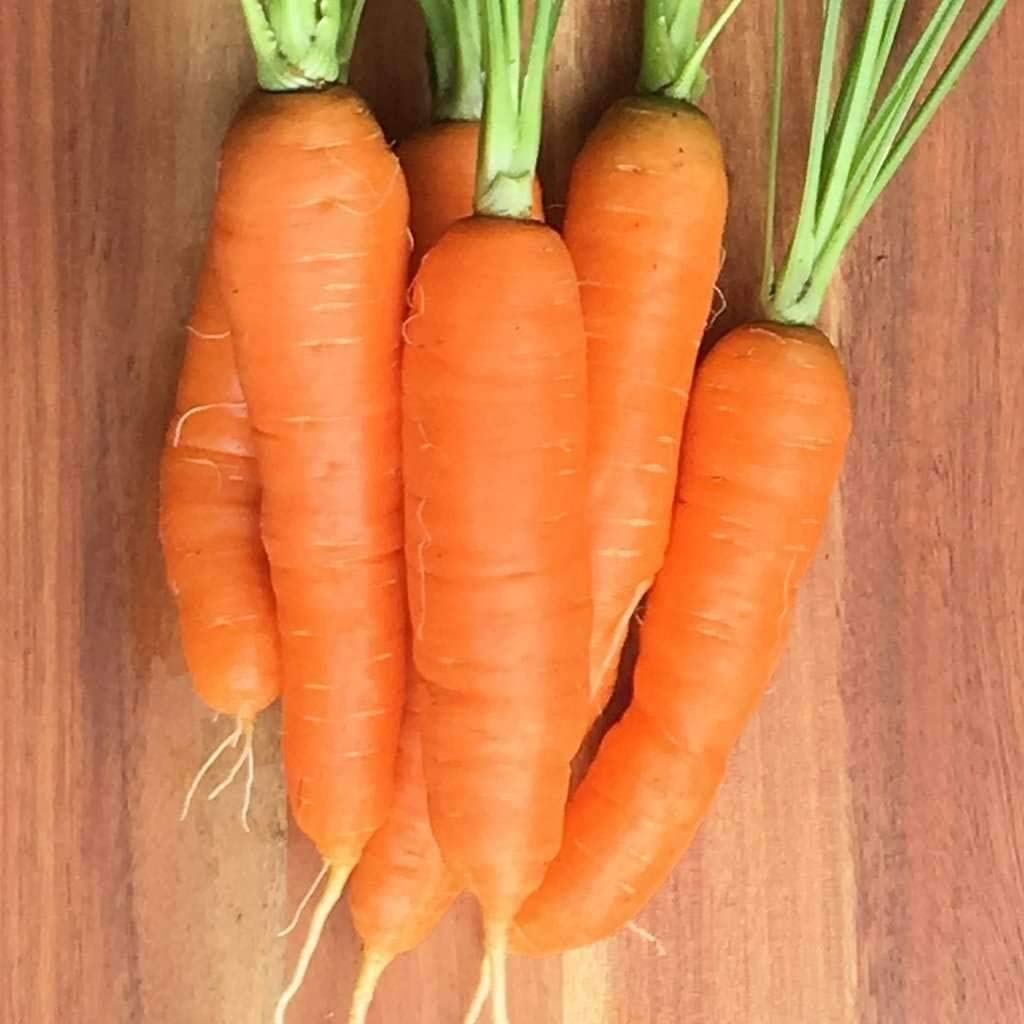 Organic Scarlet Nantes Heirloom Carrot Seeds - Non-GMO, Open Pollinated, Untreated Vegetable Seeds (1 oz) for Home Gardening & Sustainable Farming