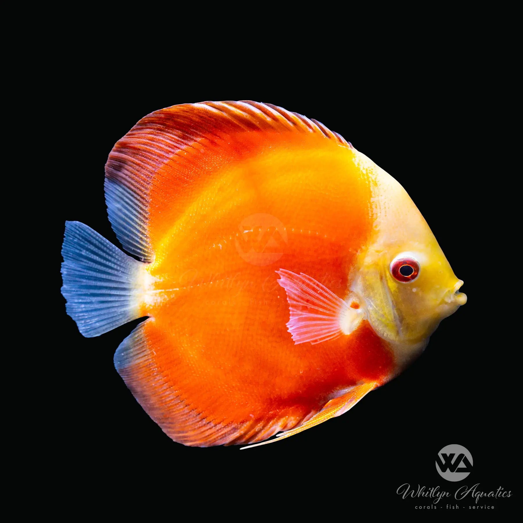 Premium Assorted Discus Fish (Symphysodon aequifasciatus) - Live Tropical Aquarium Fish for Freshwater Tanks, Aquascaping & Fish Keeping Enthusiasts