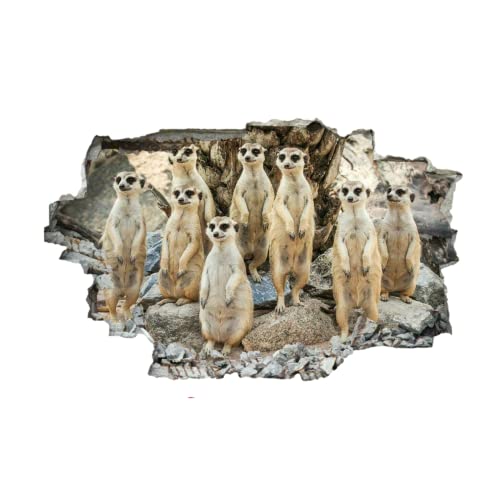 Meerkat