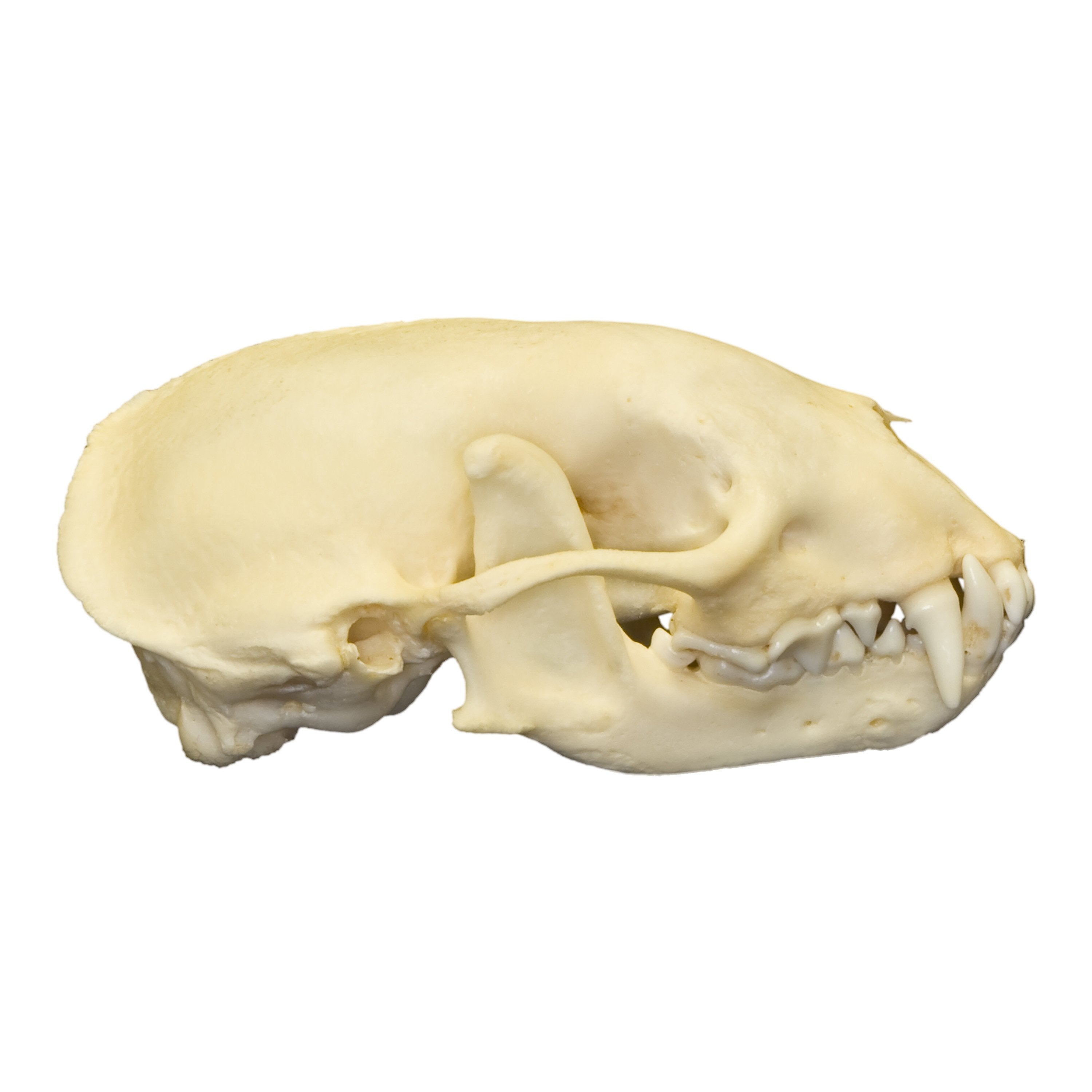 Authentic Hog-Nosed Skunk Skull - Real Animal Skull Specimen for Taxidermy, Science Education & Oddity Collectors - Perfect for Halloween Decor, Gothic Display & Biology Studies